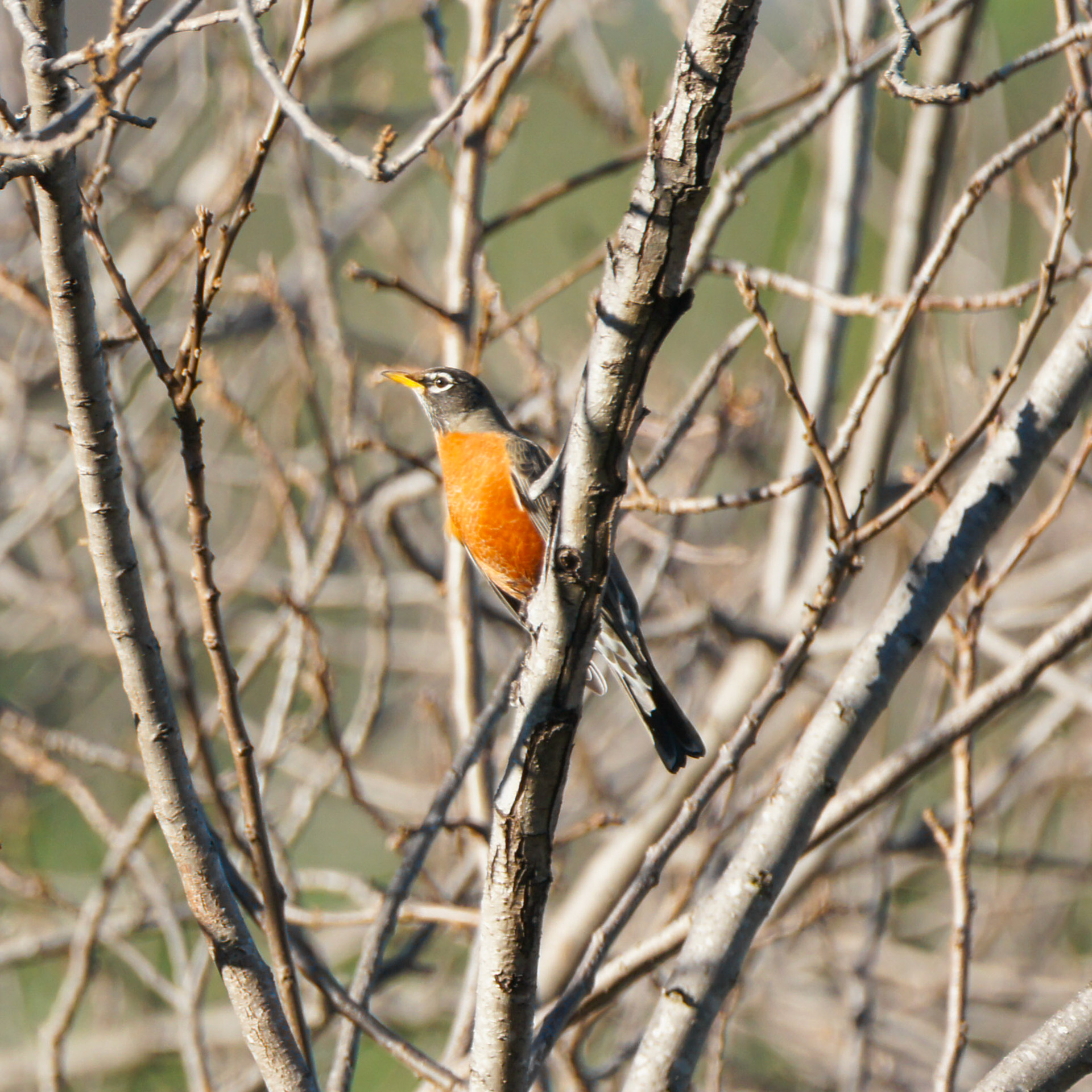 American Robin
