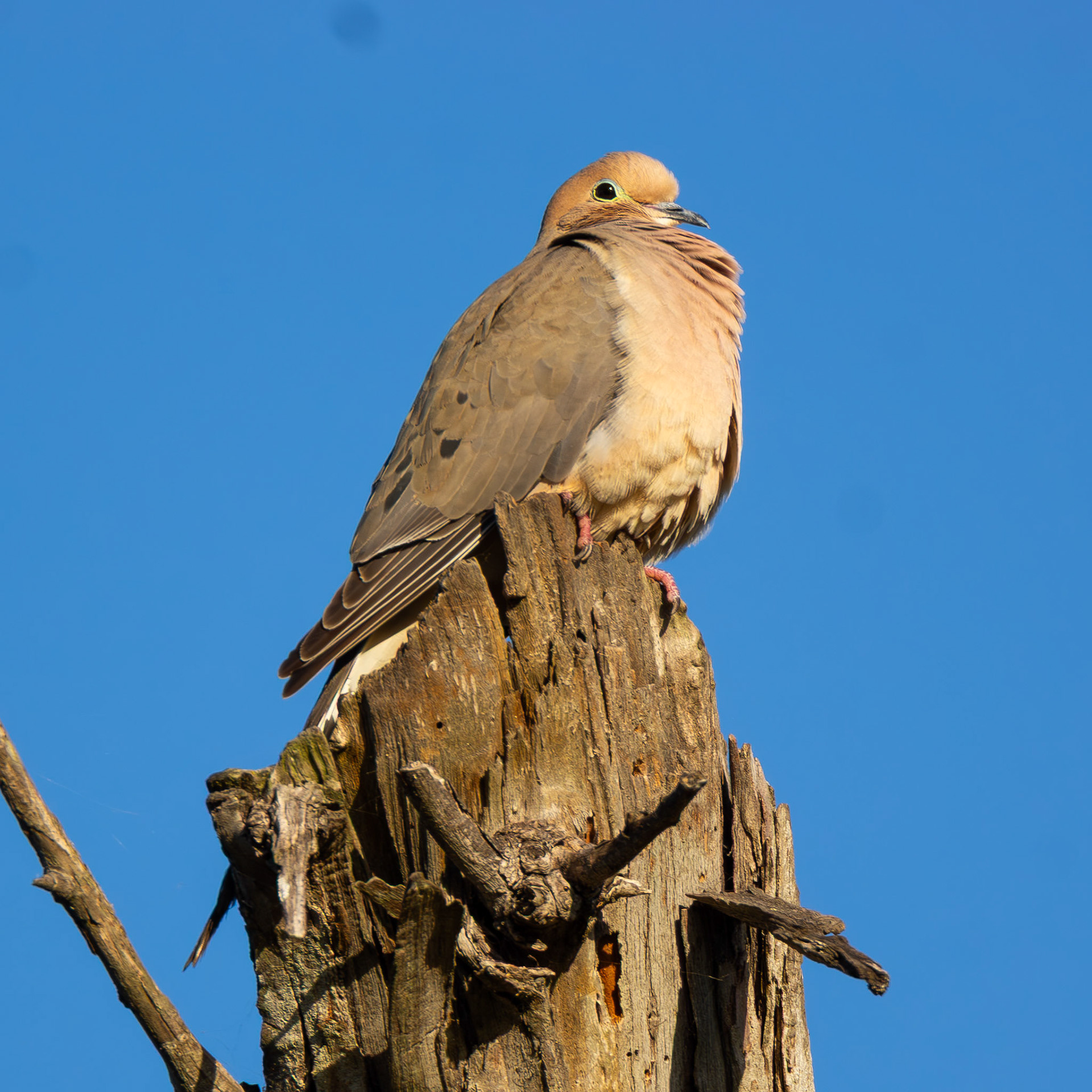 Mourning Dove