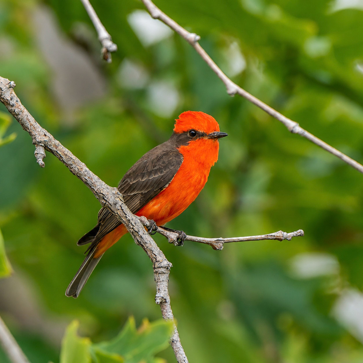Vermillion Flycatcher