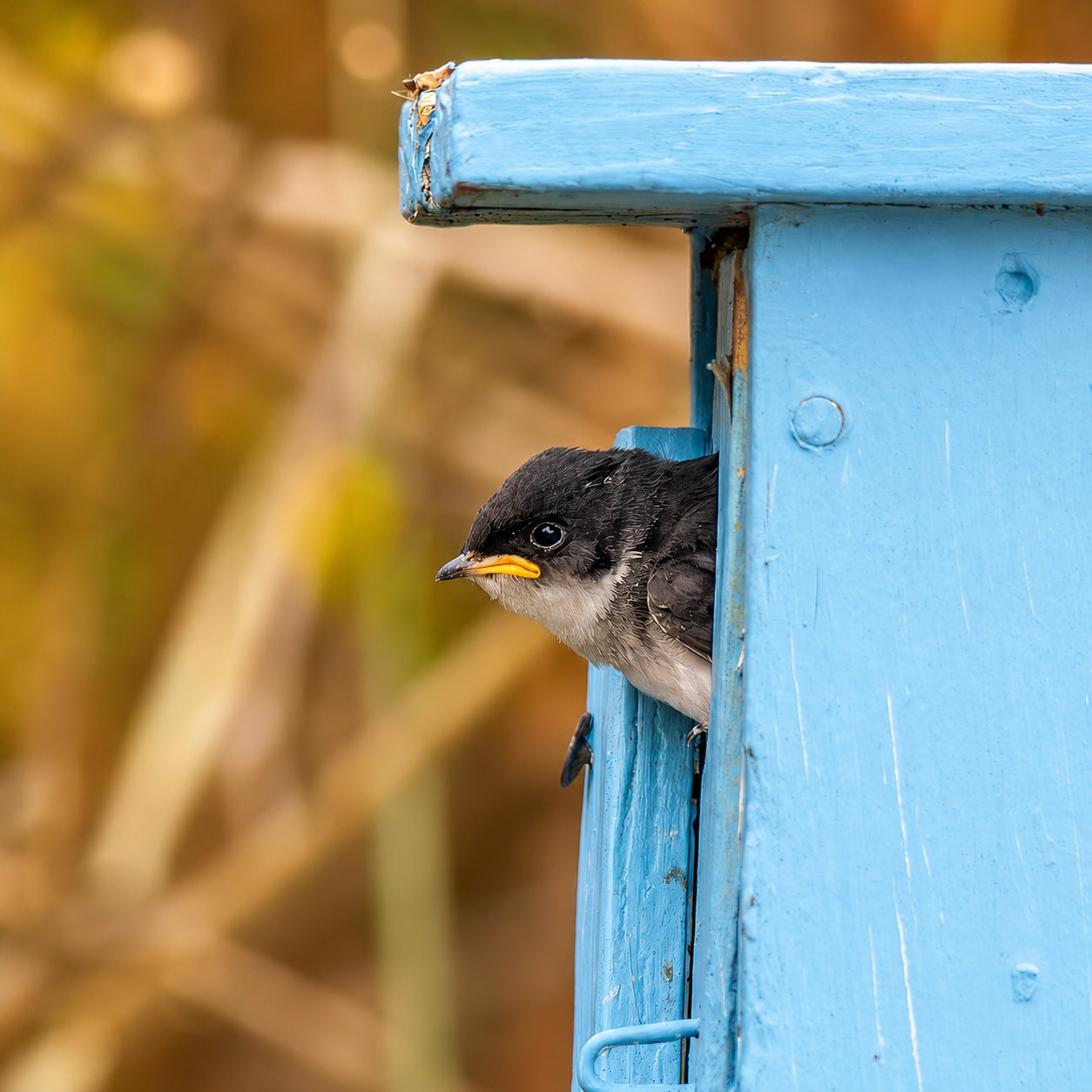Tree Swallow
