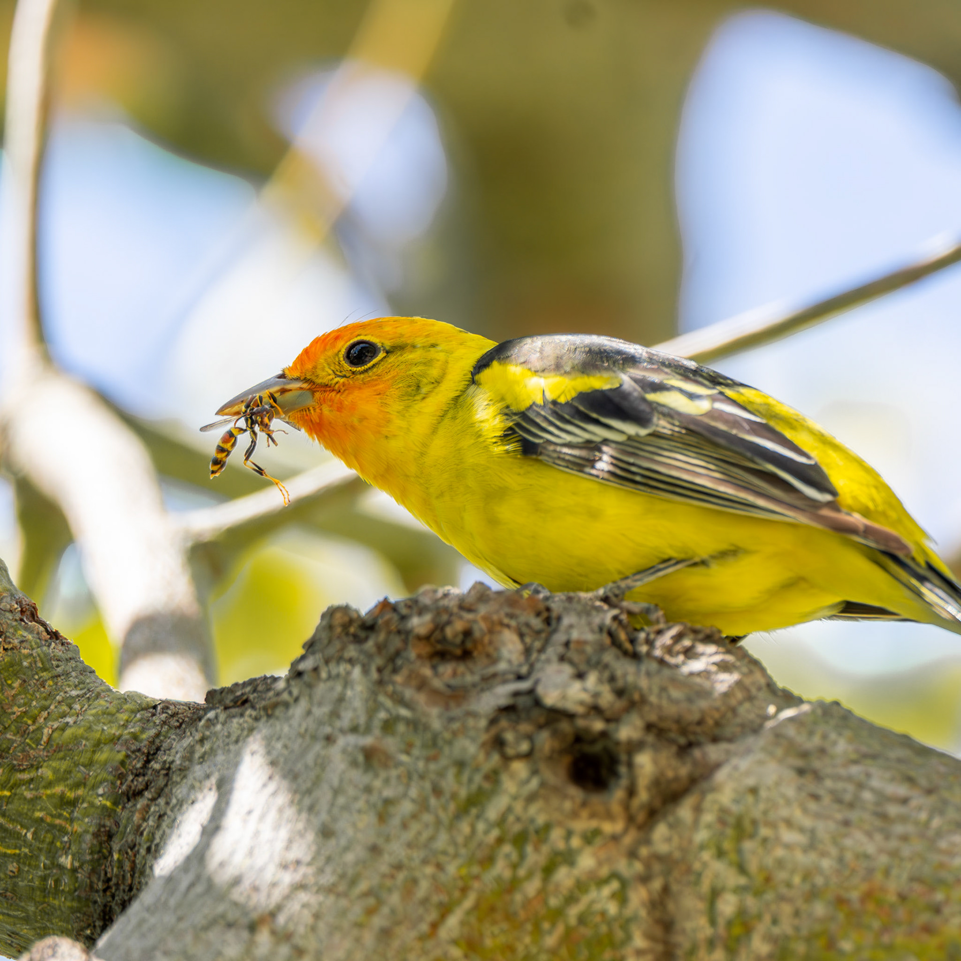 Western Tanager