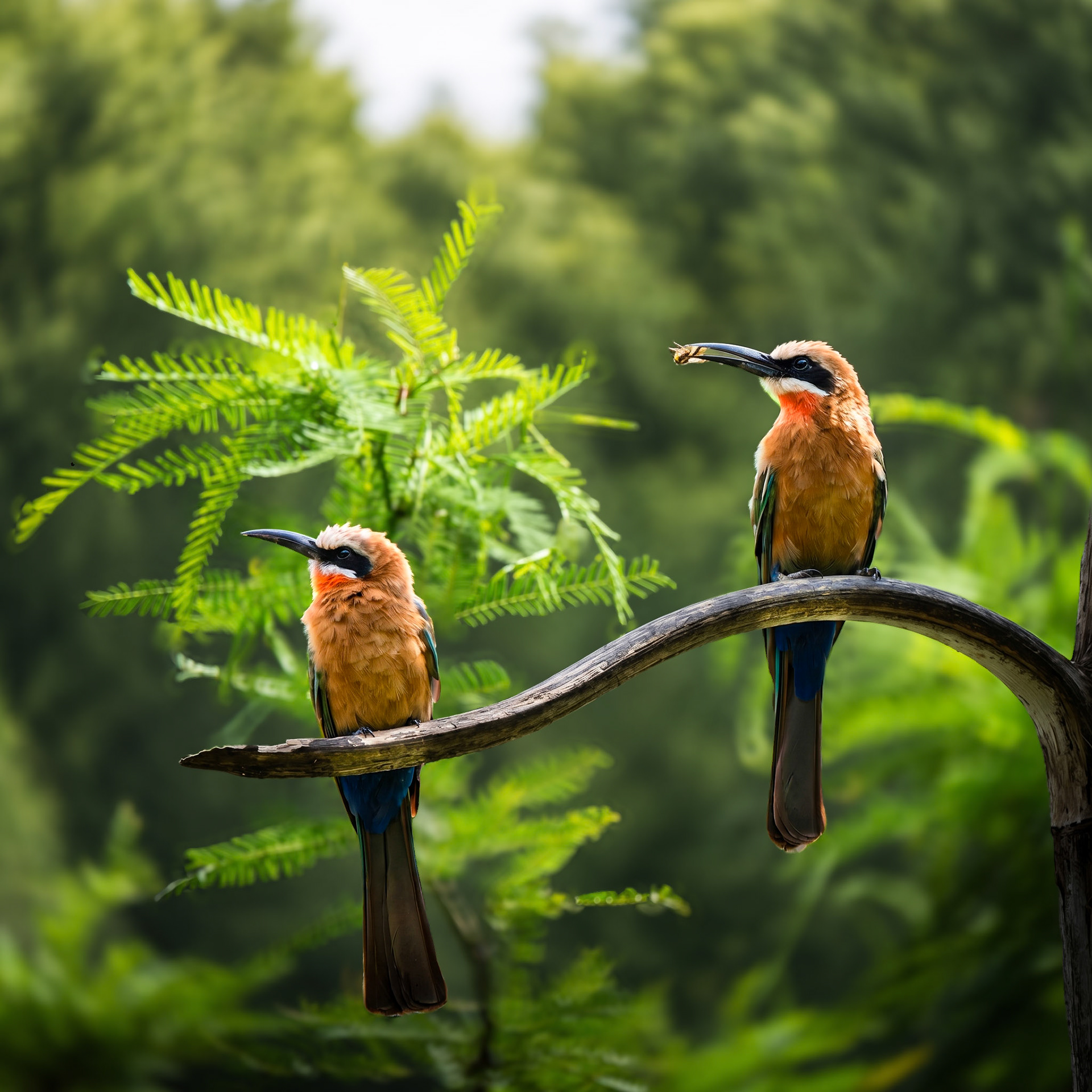 White-Fronted Bee Eater