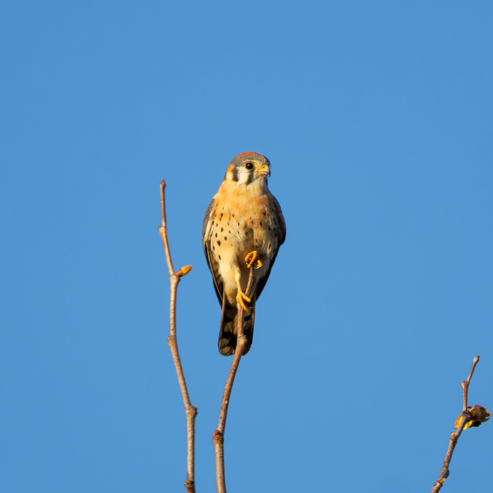American Kestrel