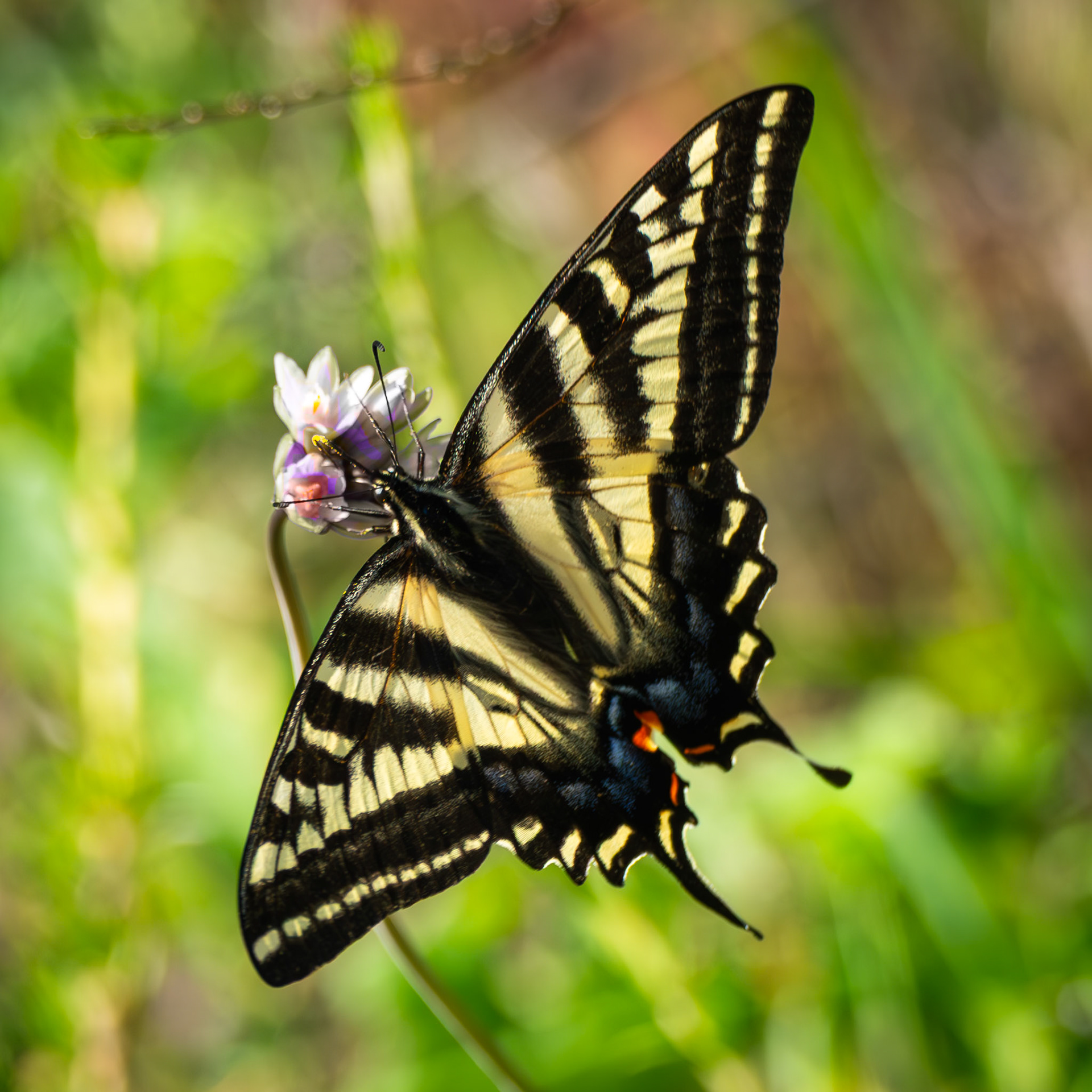 Pale Swallowtail