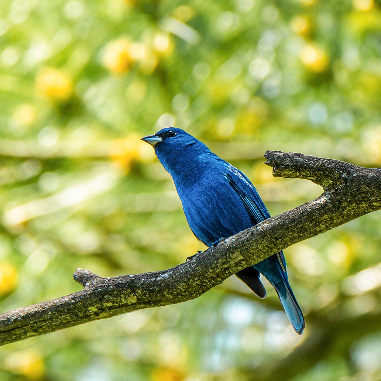 Indigo Bunting
