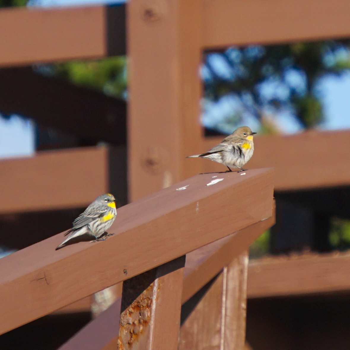 Myrtle Warbler