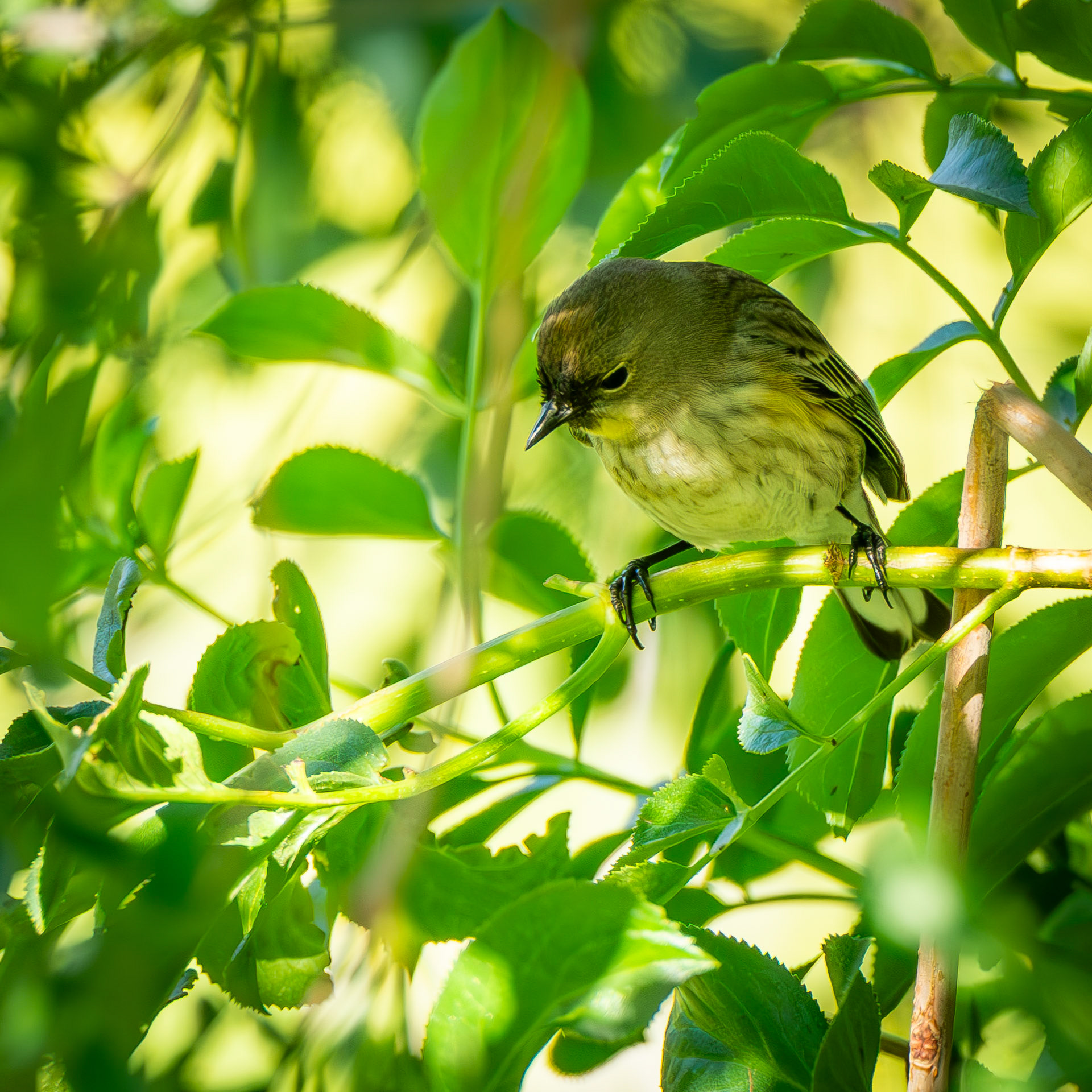 Myrtle Warbler