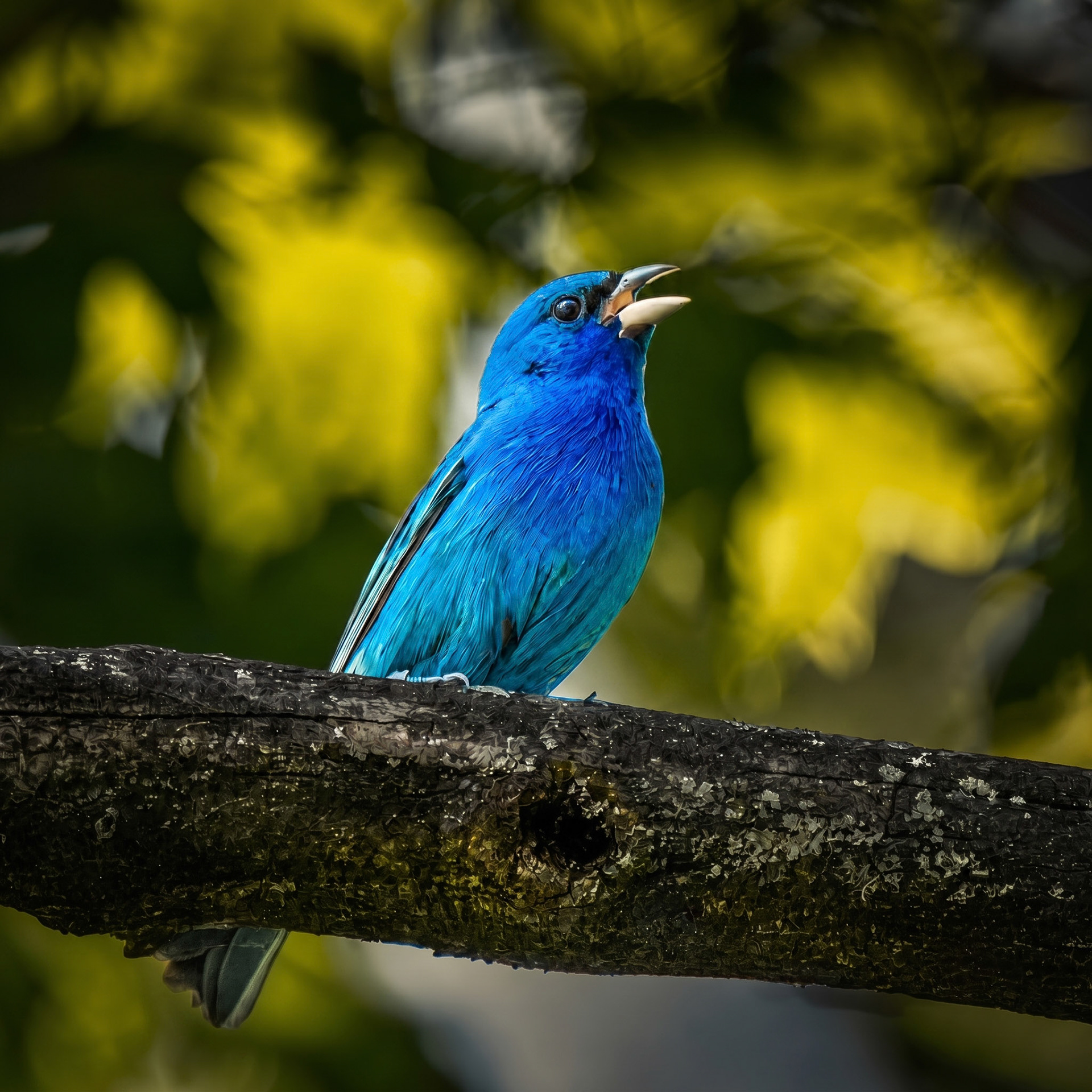 Indigo Bunting