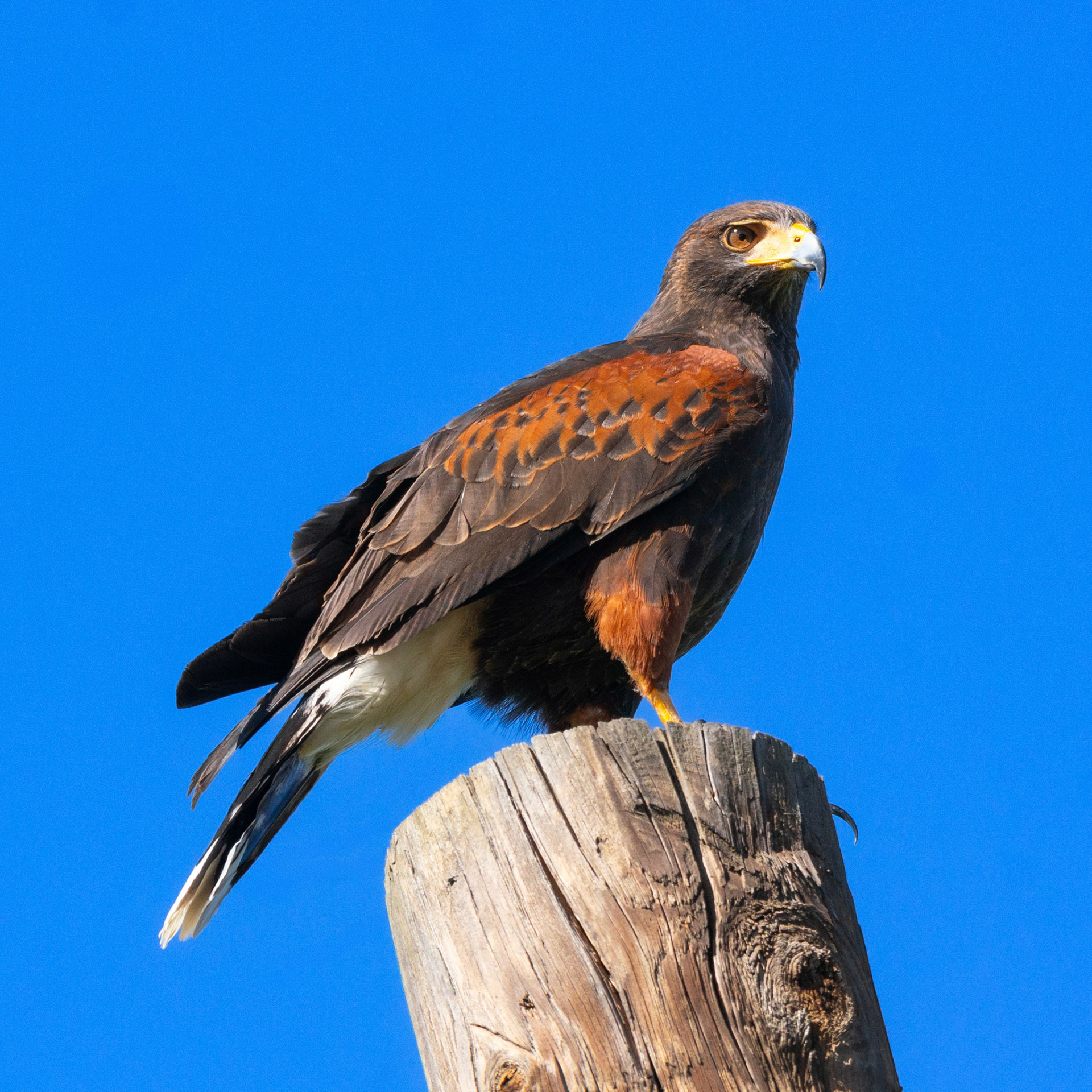 Harris's Hawk
