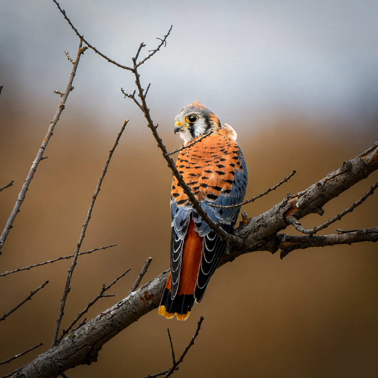 American Kestrel