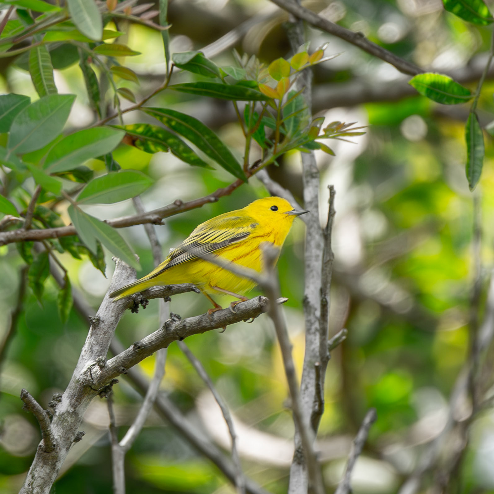 Northern Yellow Warbler