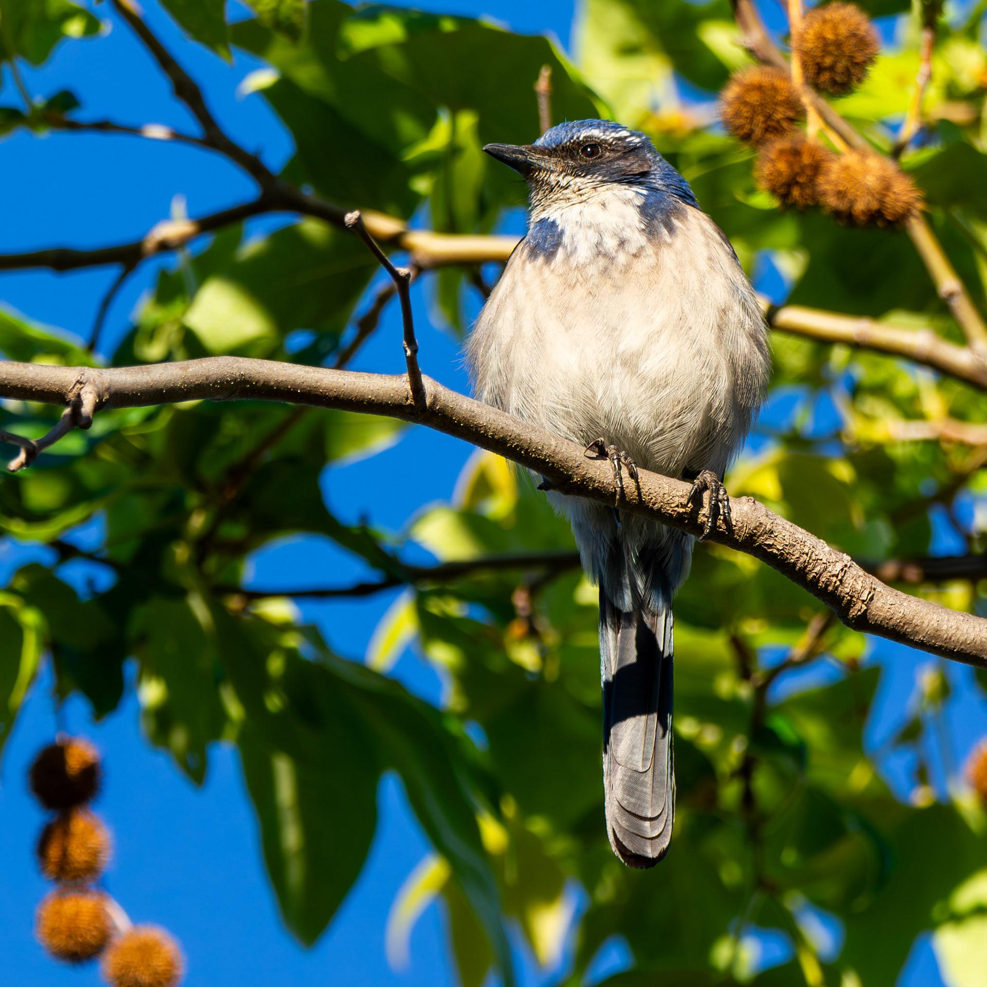 California Scrub Jay
