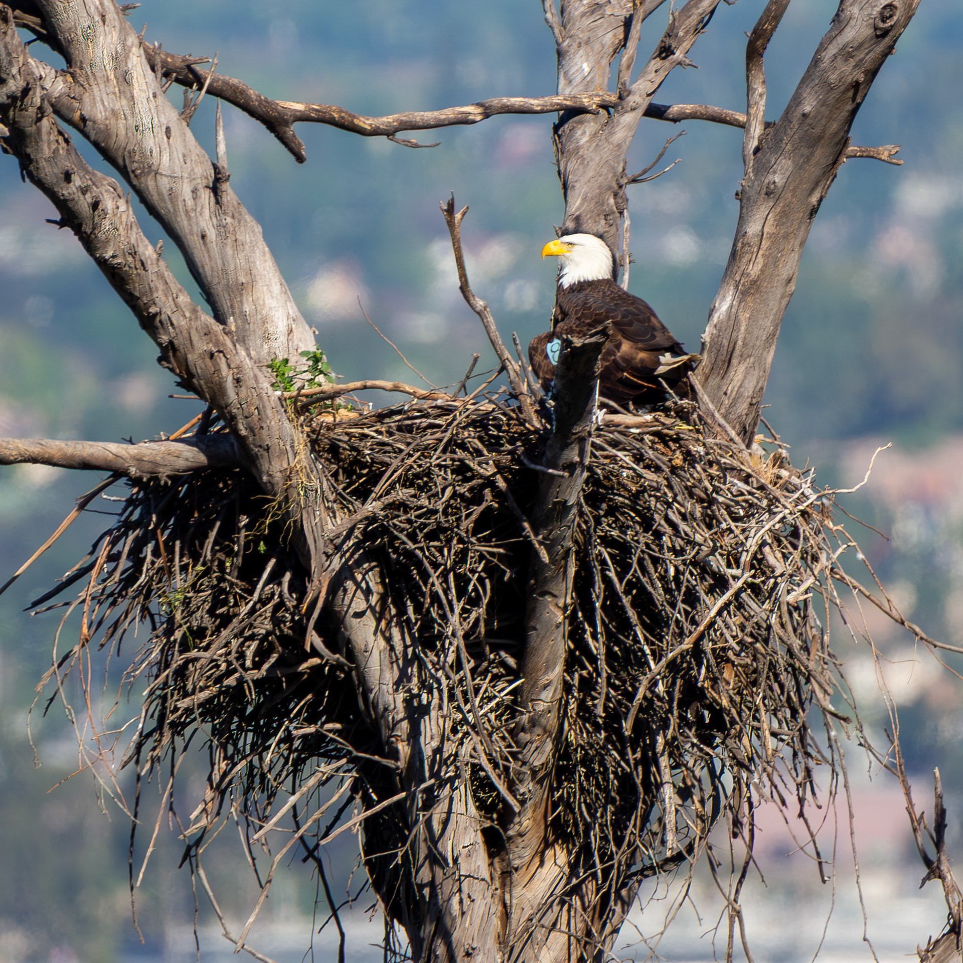 Bald Eagle