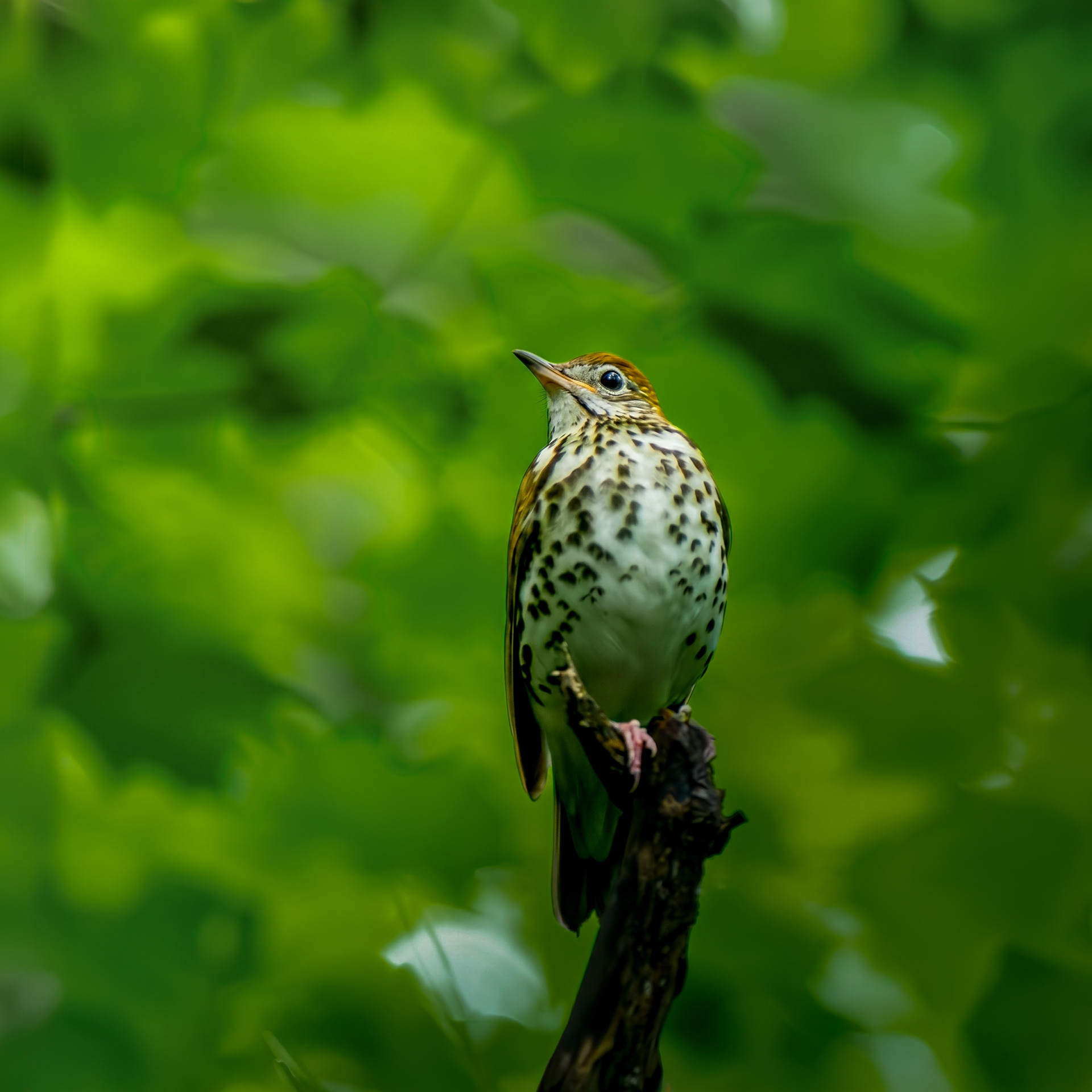 Wood Thrush
