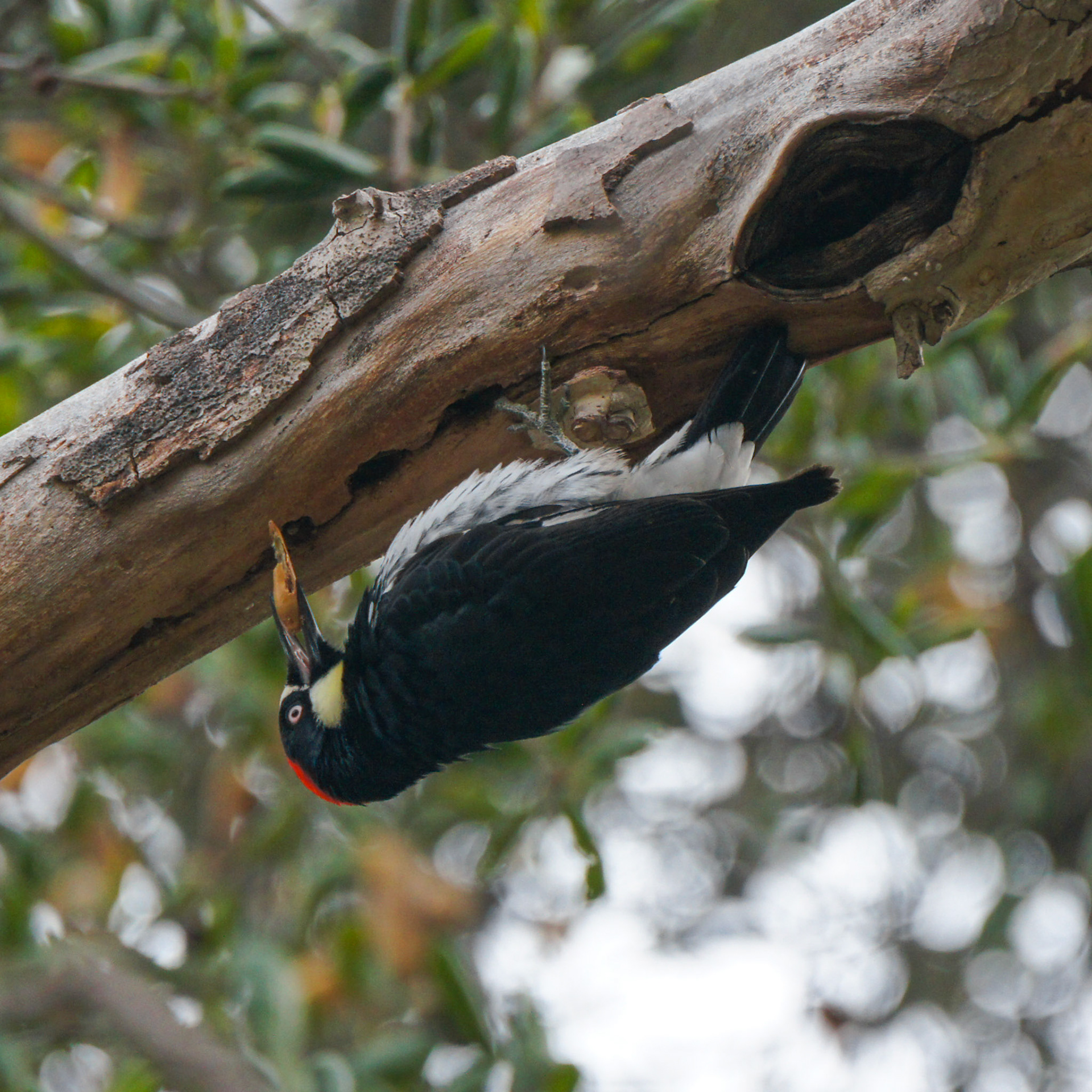 Acorn Woodpecker