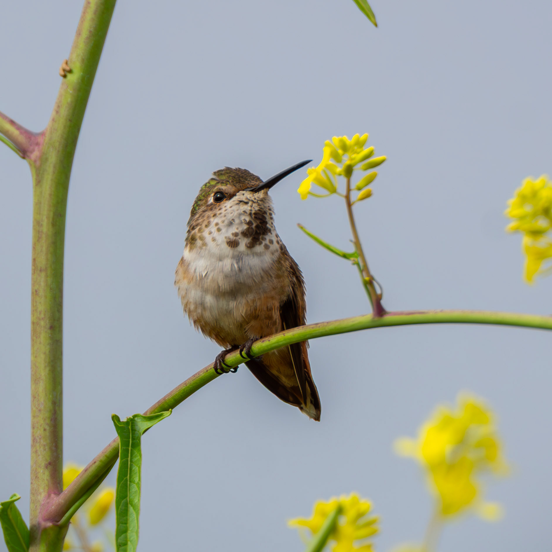 Allen's Hummingbird
