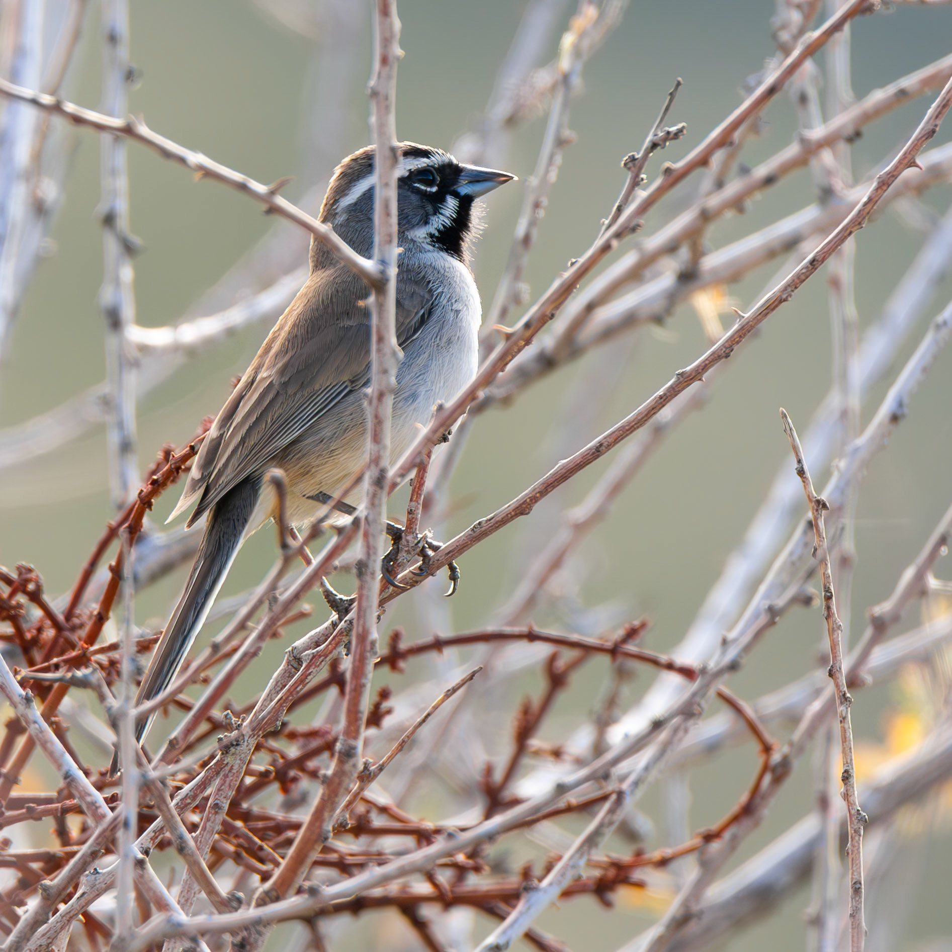 Black-Throated Sparrow
