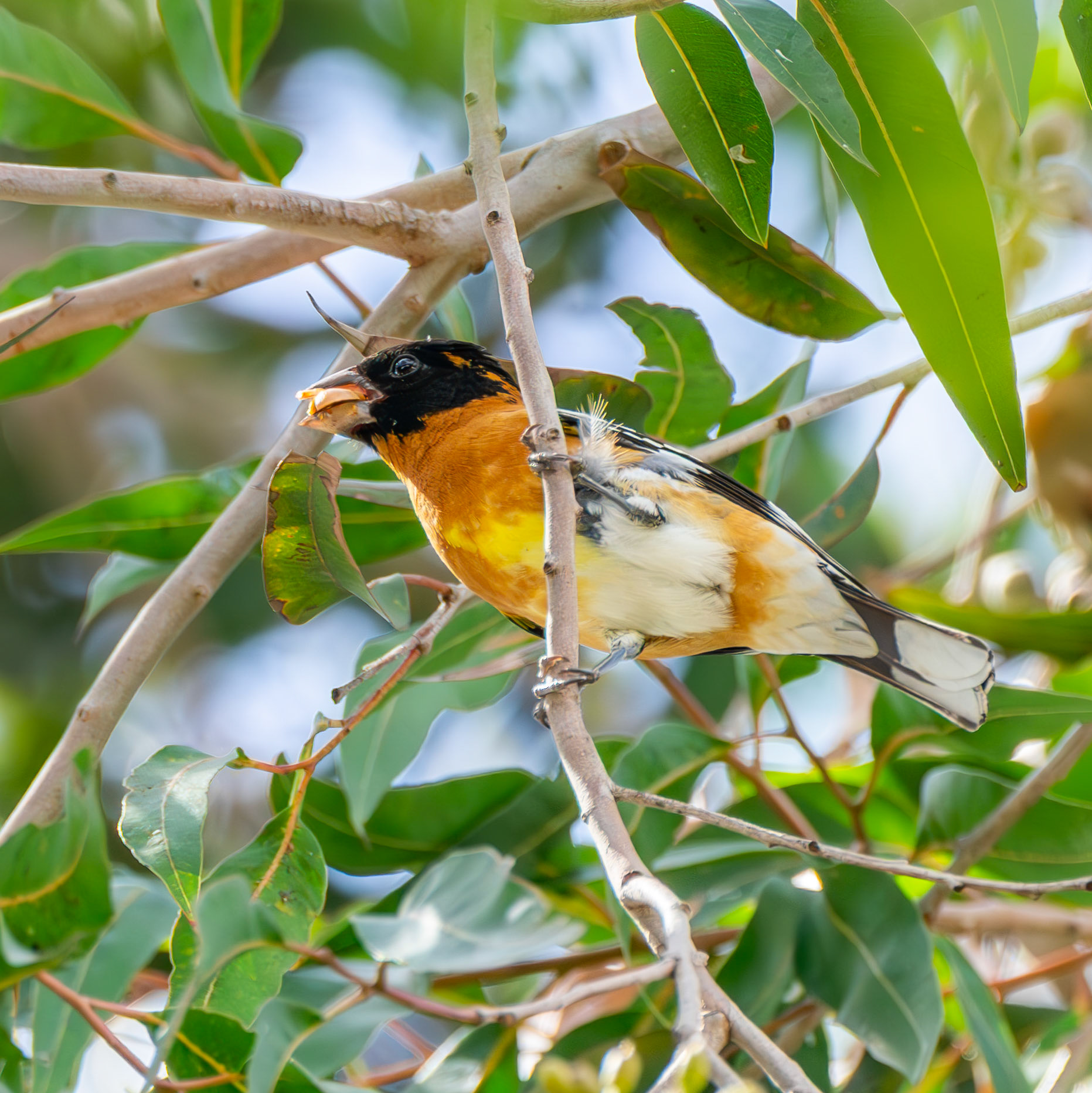Black-Headed GrosbeakSONY DSC
