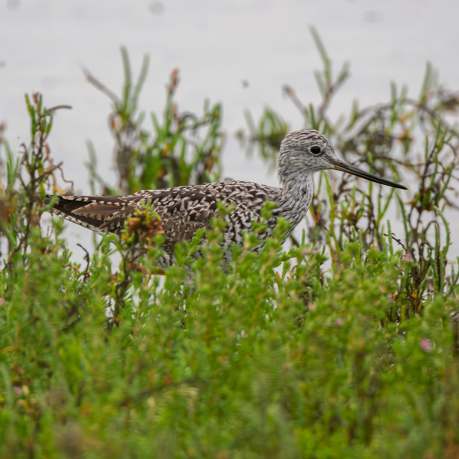 Willet