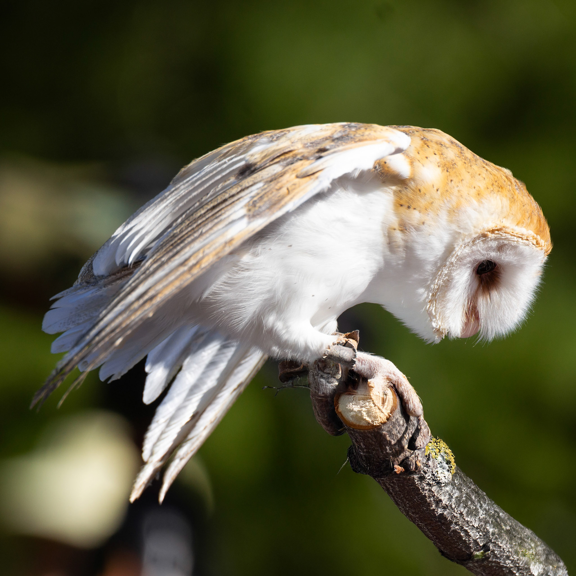 Barn Owl