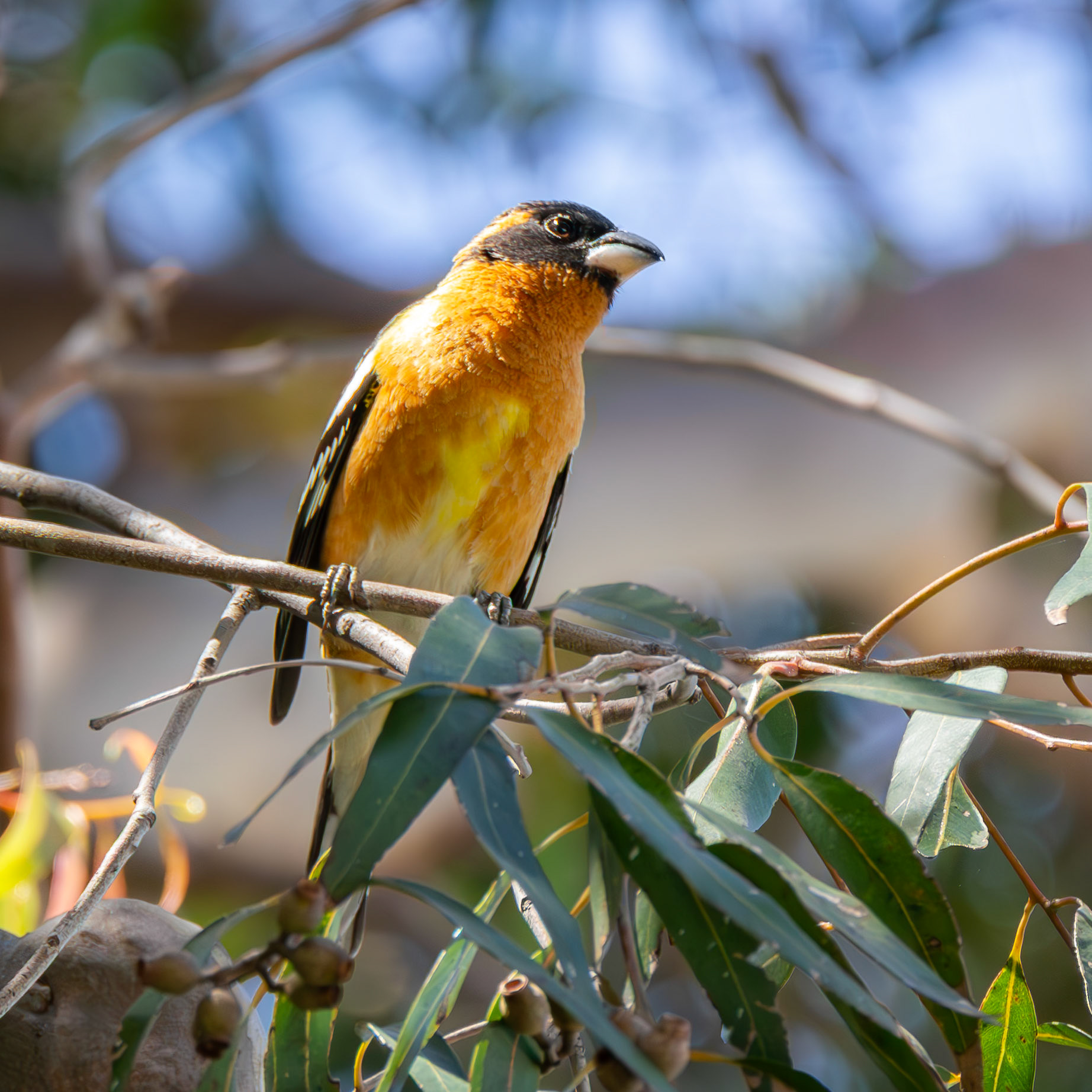 Black-Headed Grosbeak