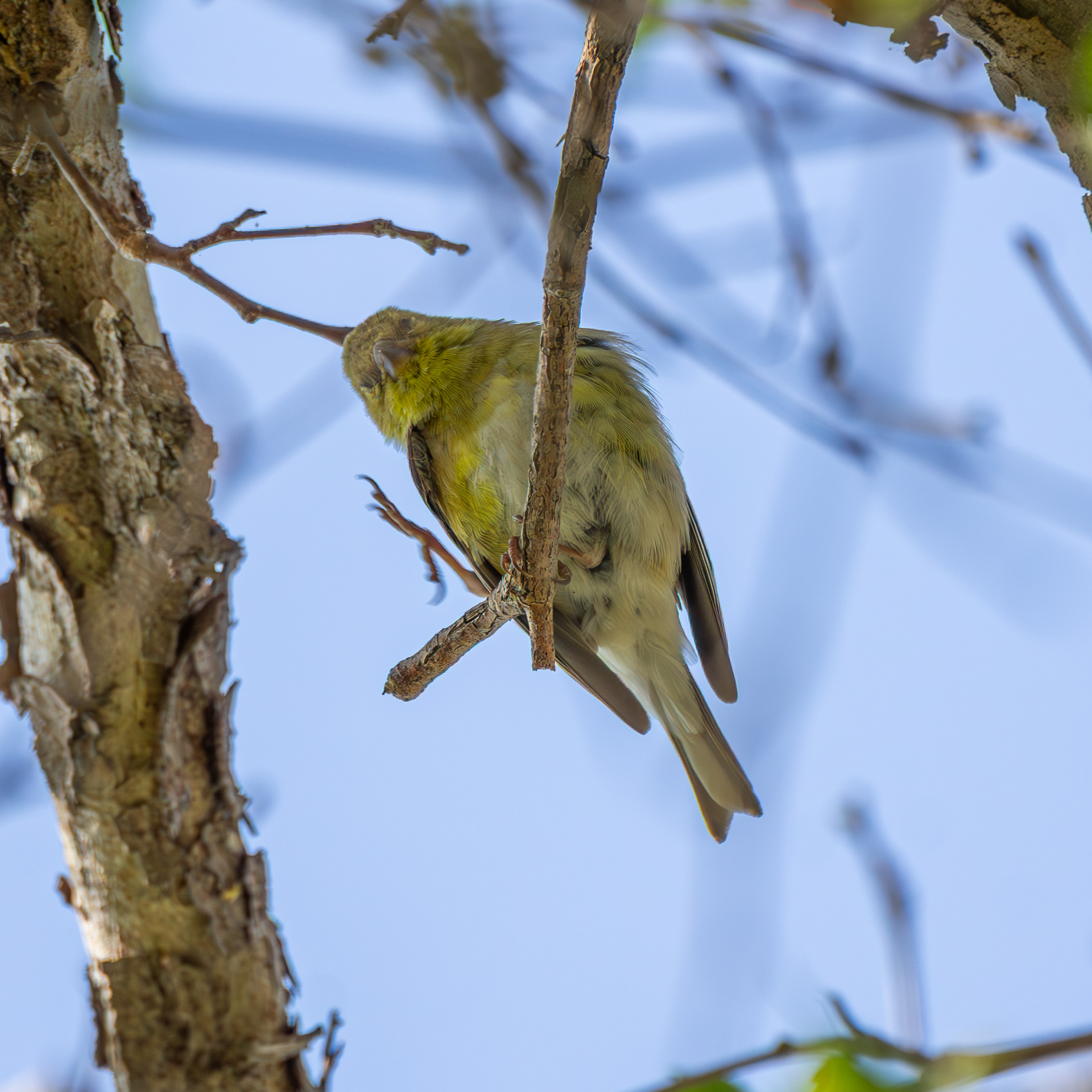 American Goldfinch