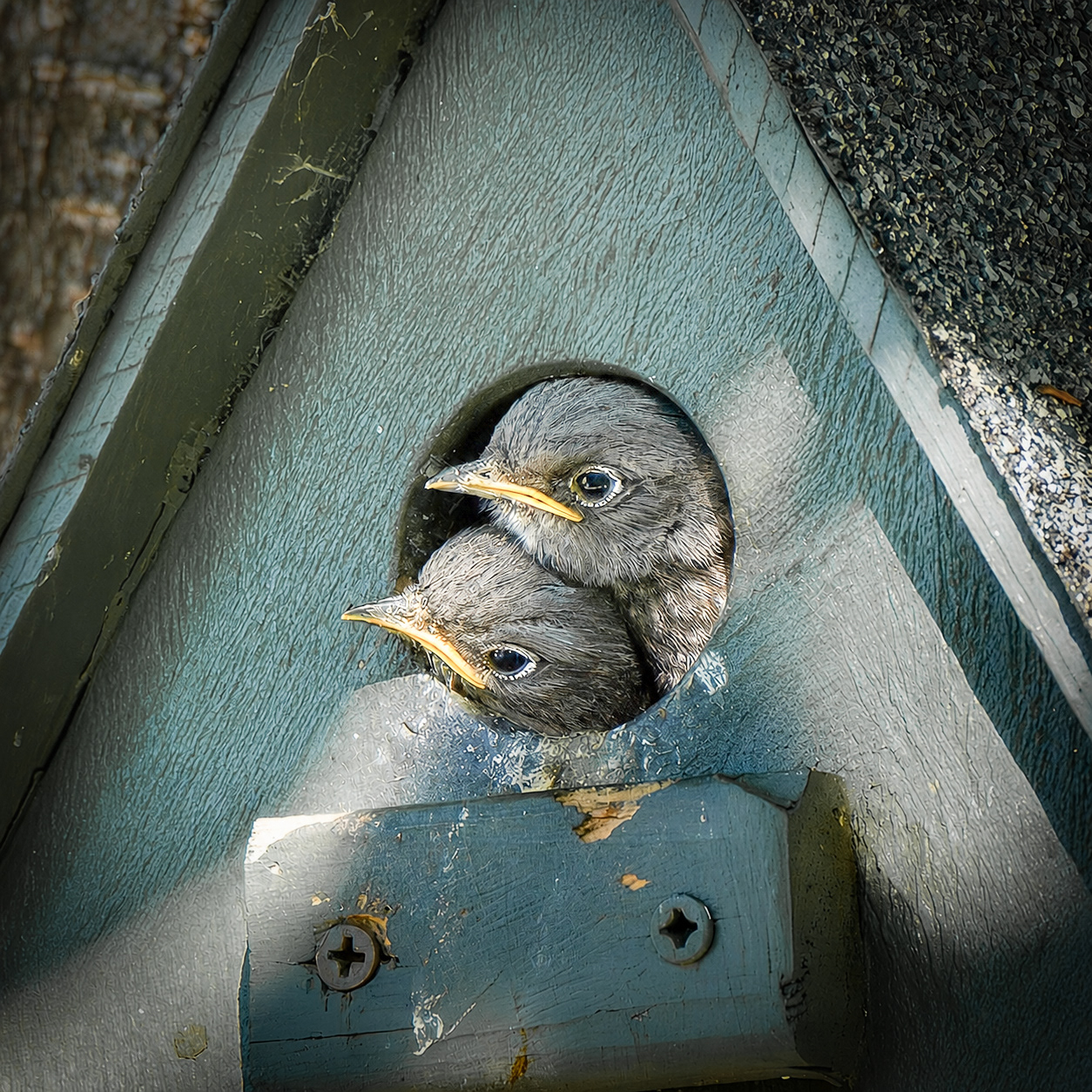 Western Bluebird