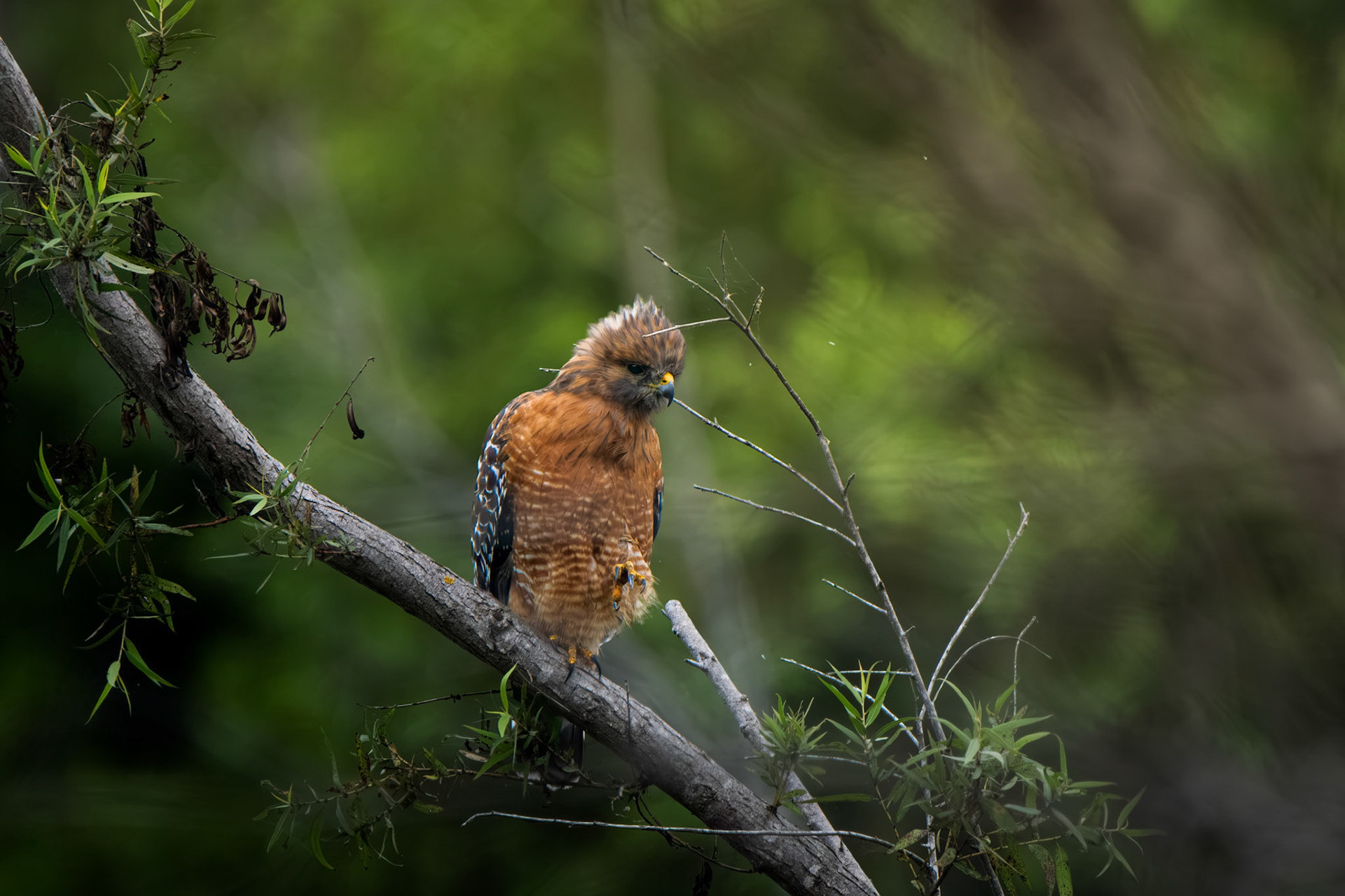 Red-Shouldered Hawk