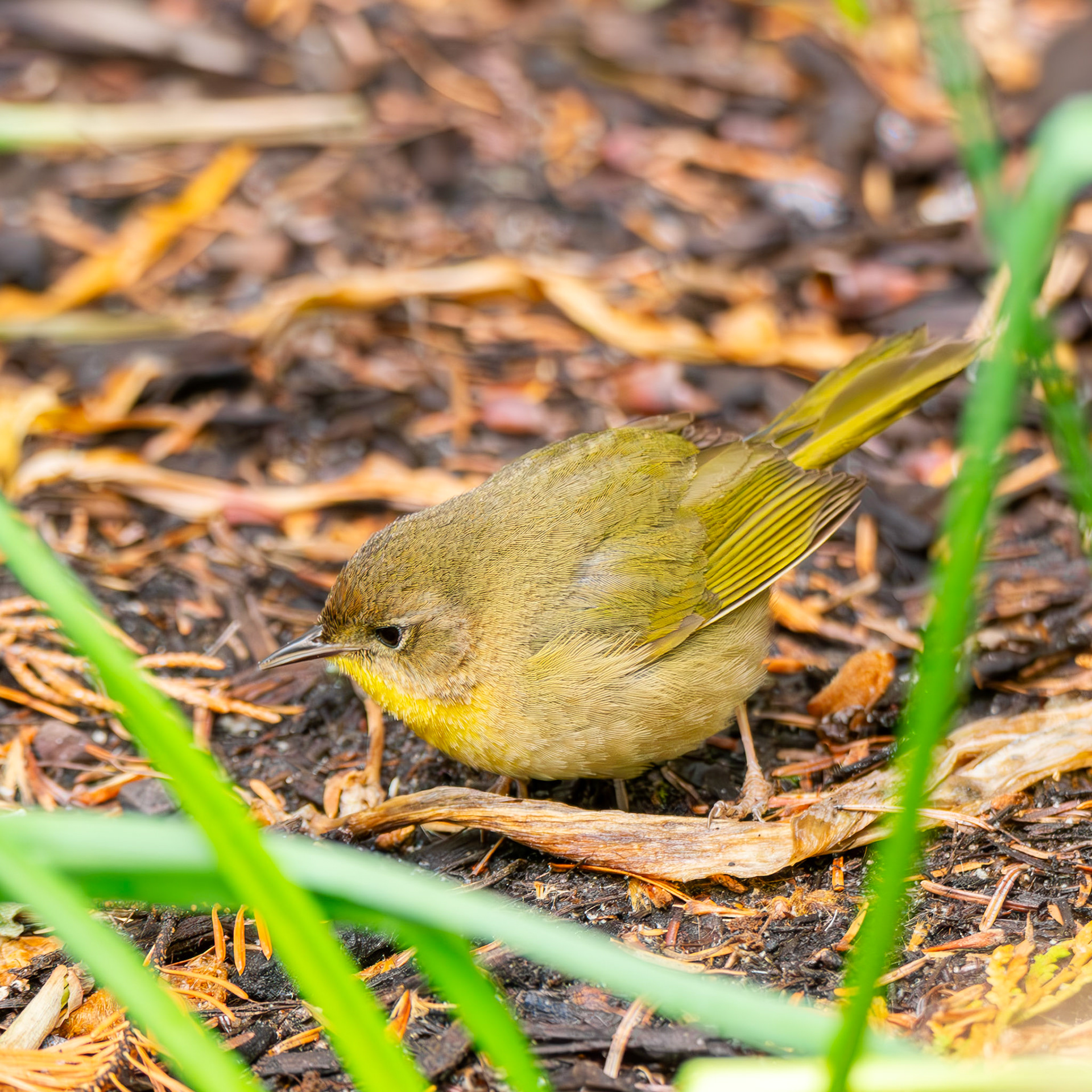 Common Yellowthroat