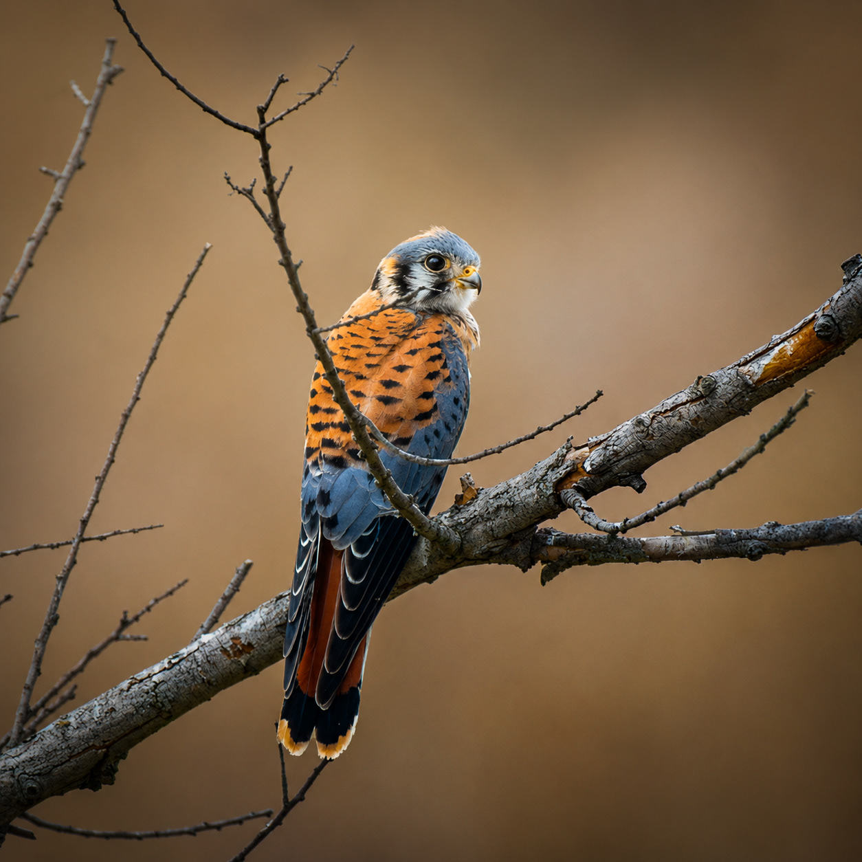 American Kestrel