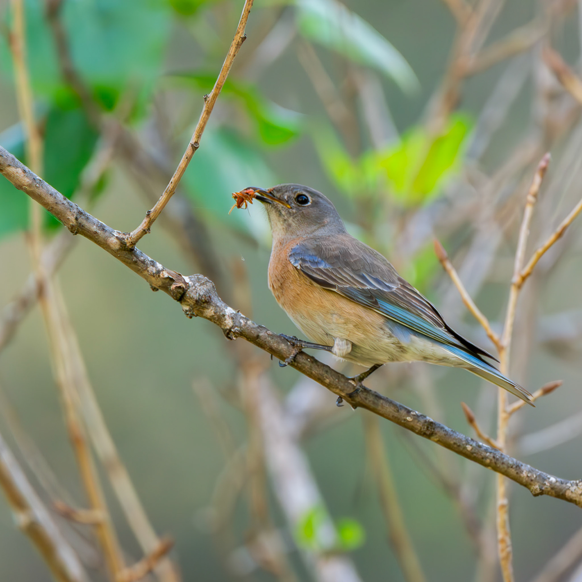 Western Bluebird