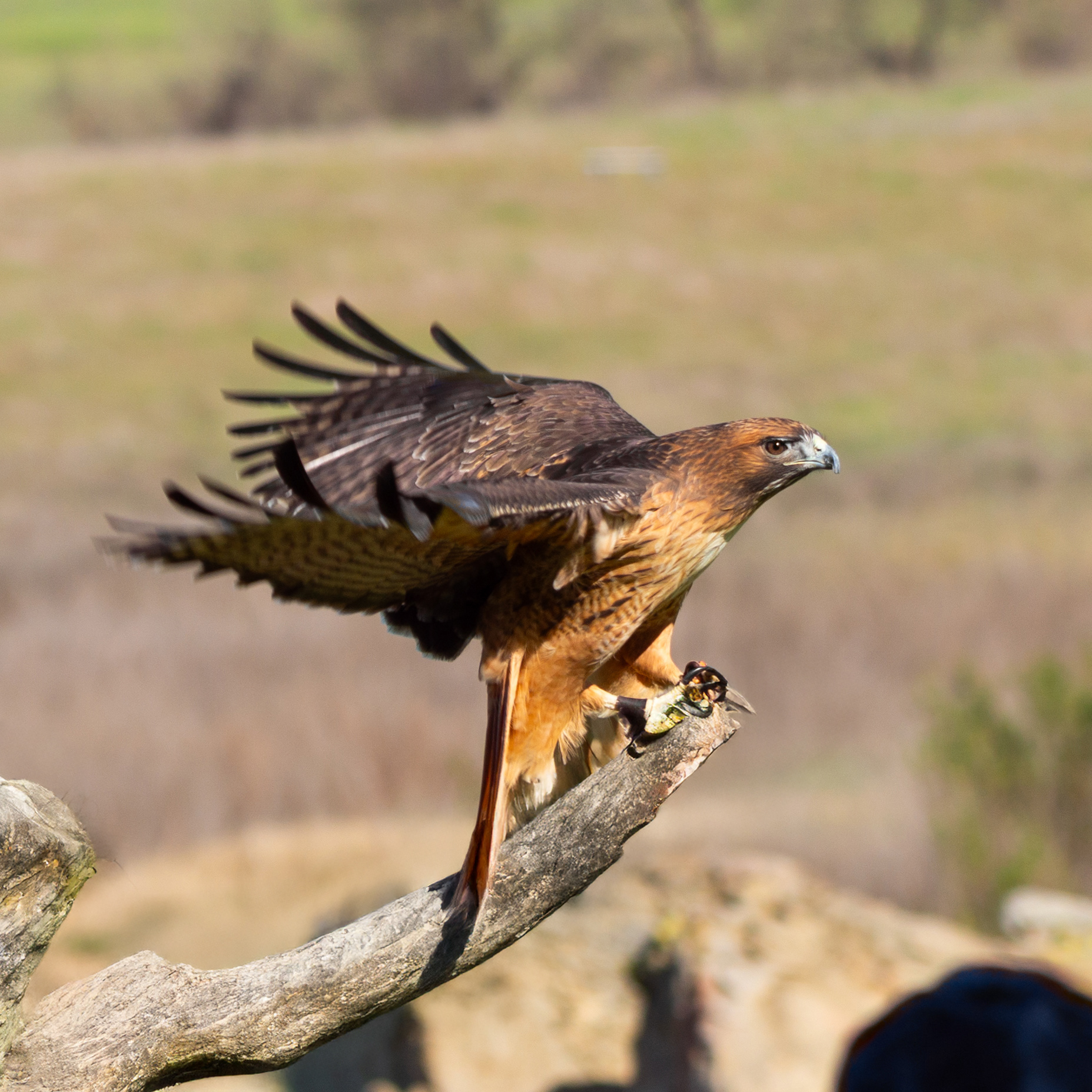 Red-Tailed Hawk