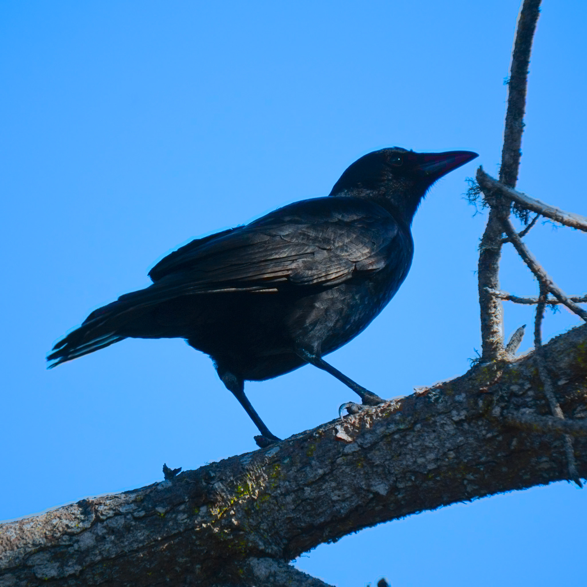 American Crow