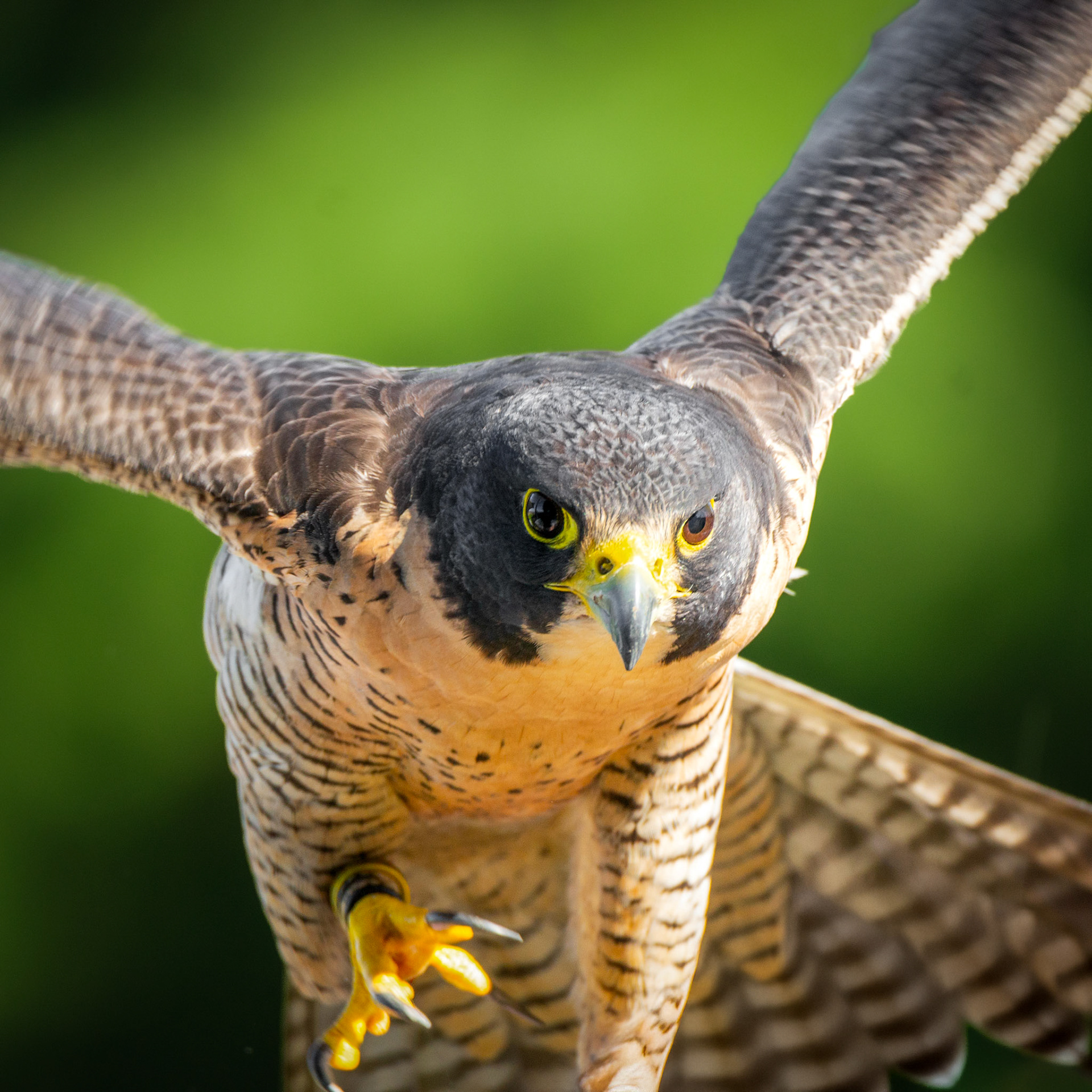 Peregrine Falcon