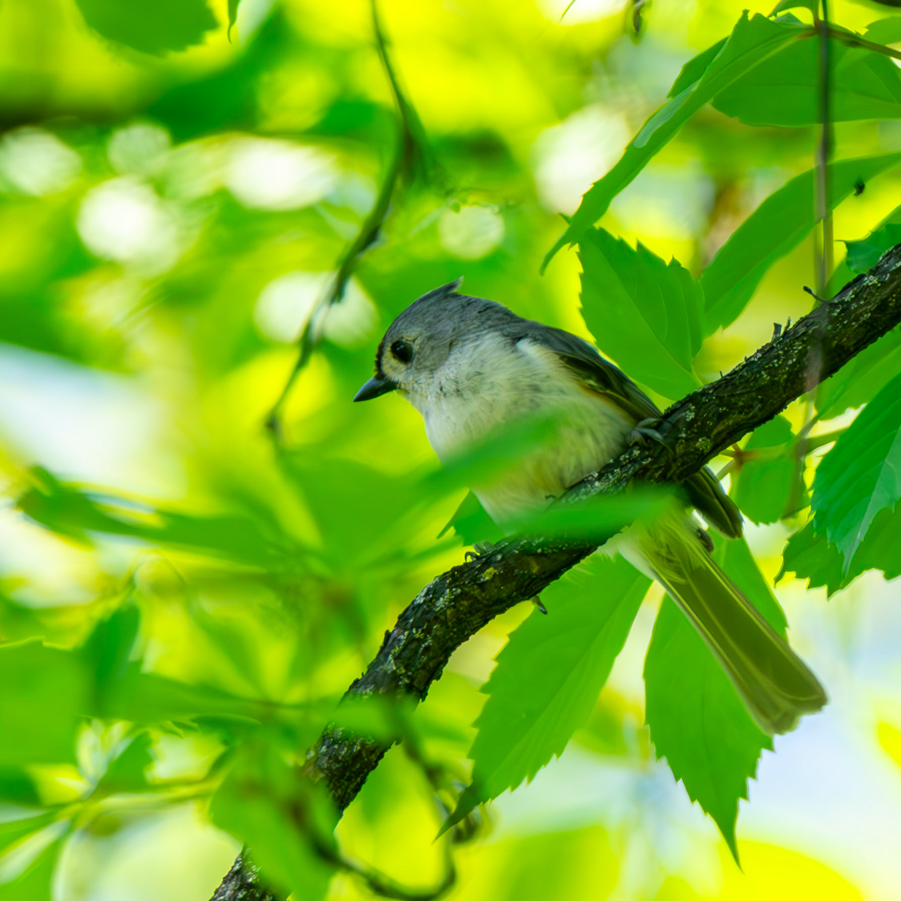 Tufted Titmouse