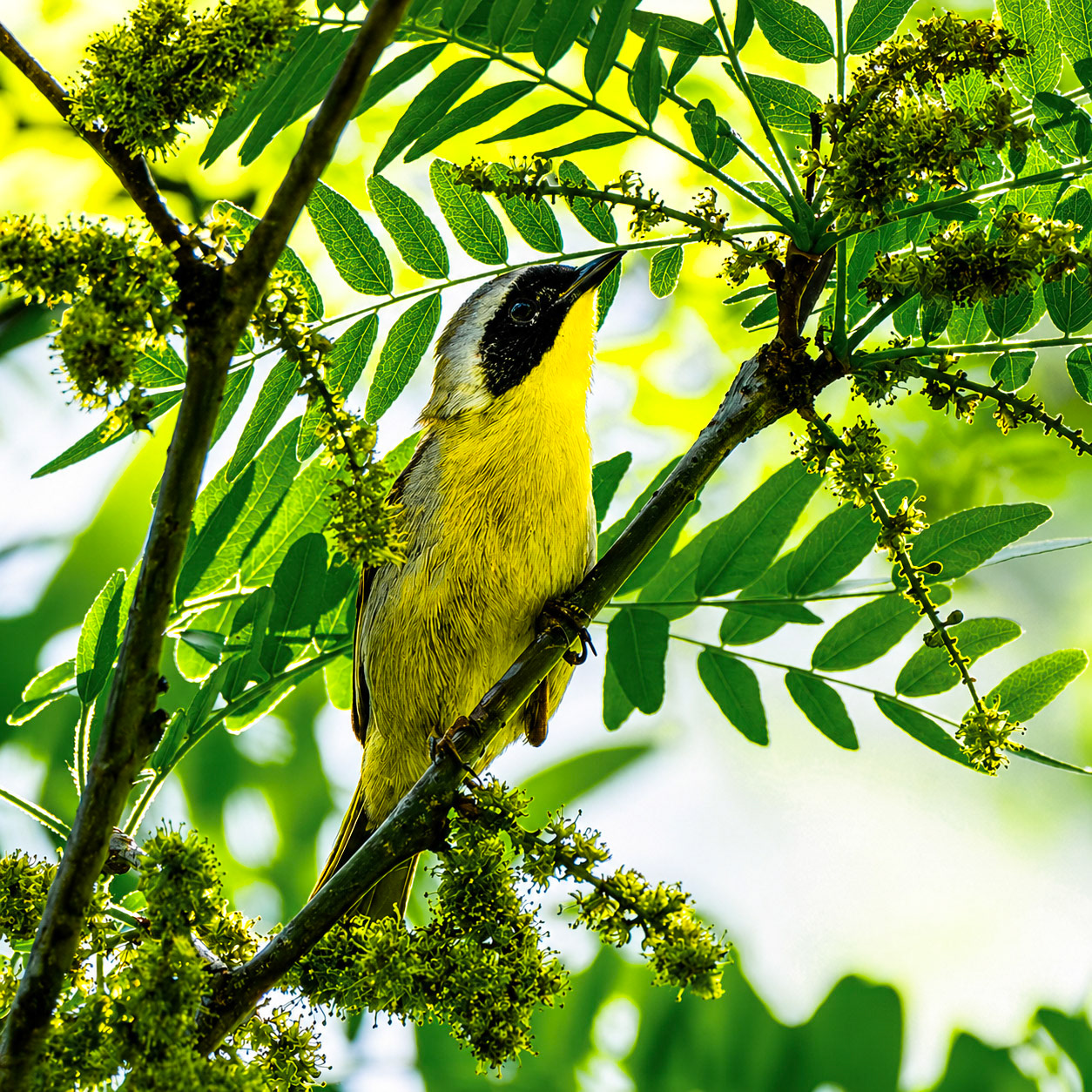 Common Yellowthroat