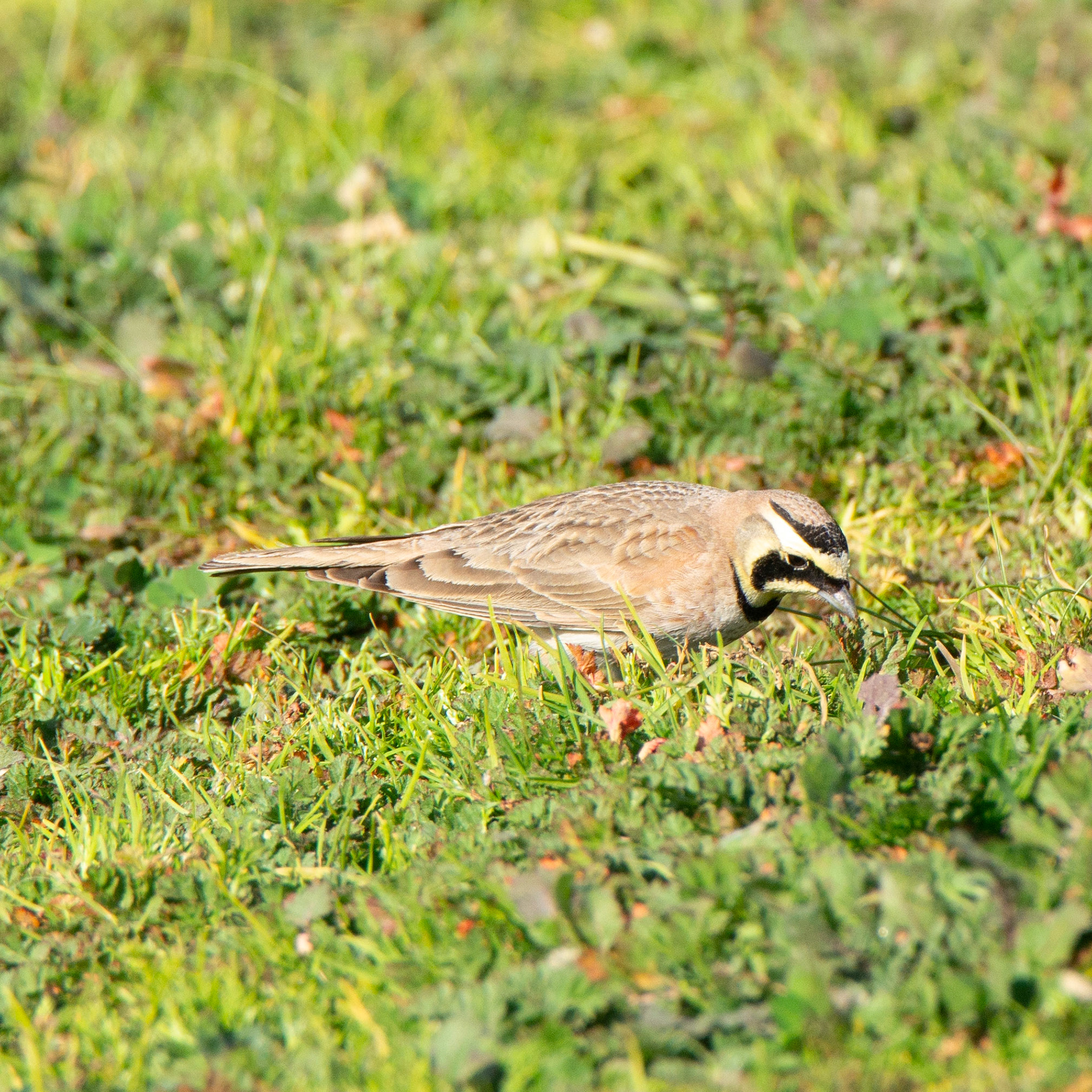 Horned Lark