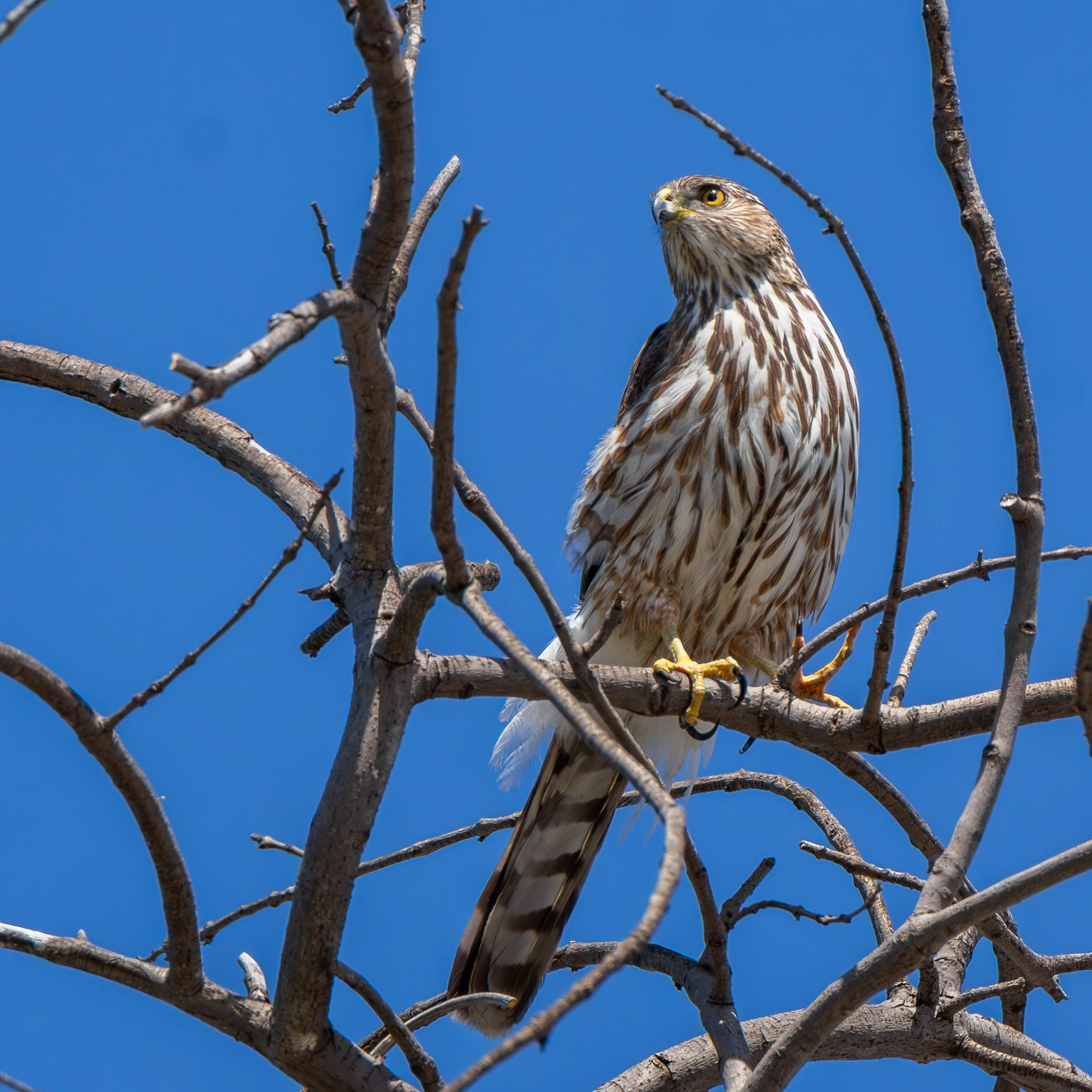 Cooper's Hawk