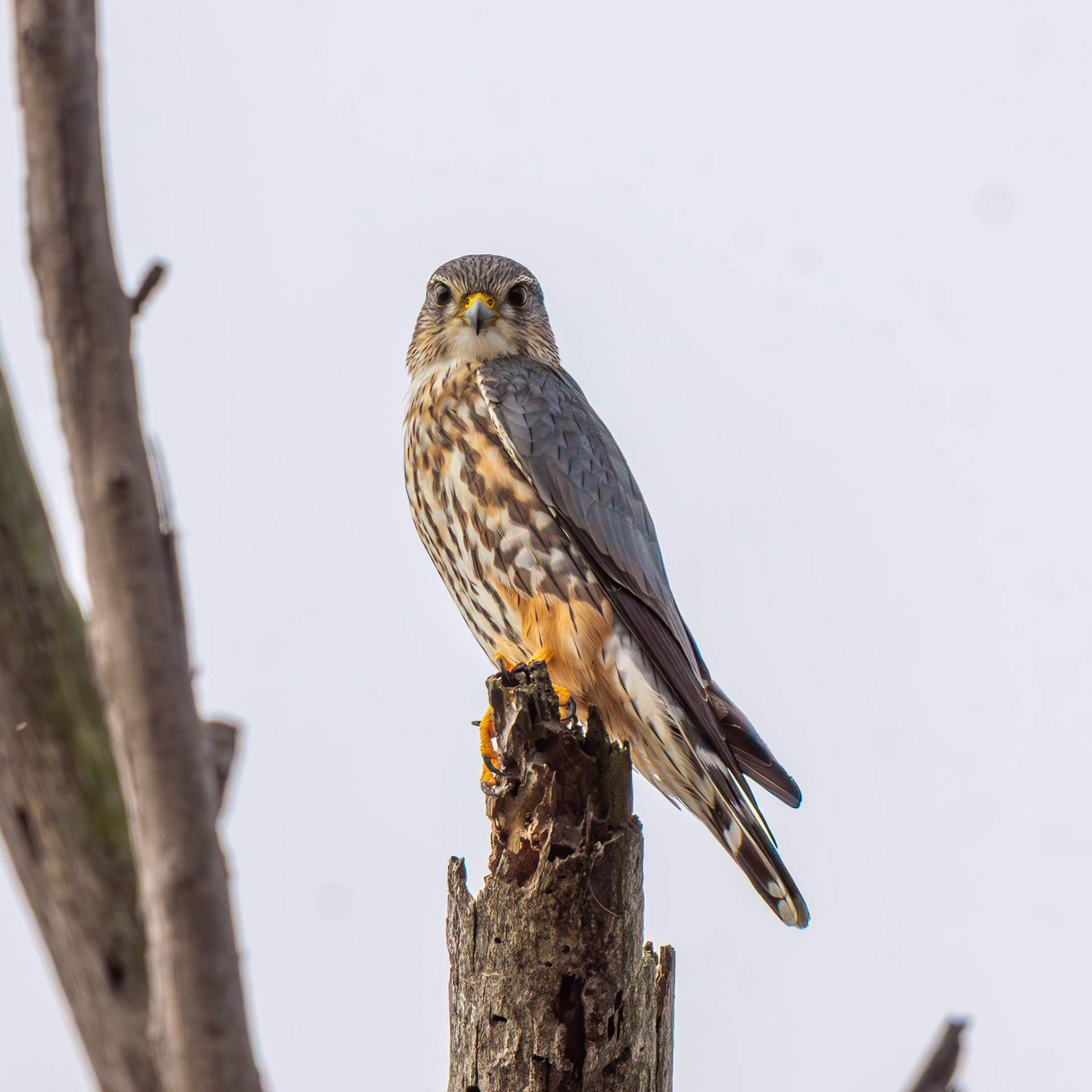 Merlin