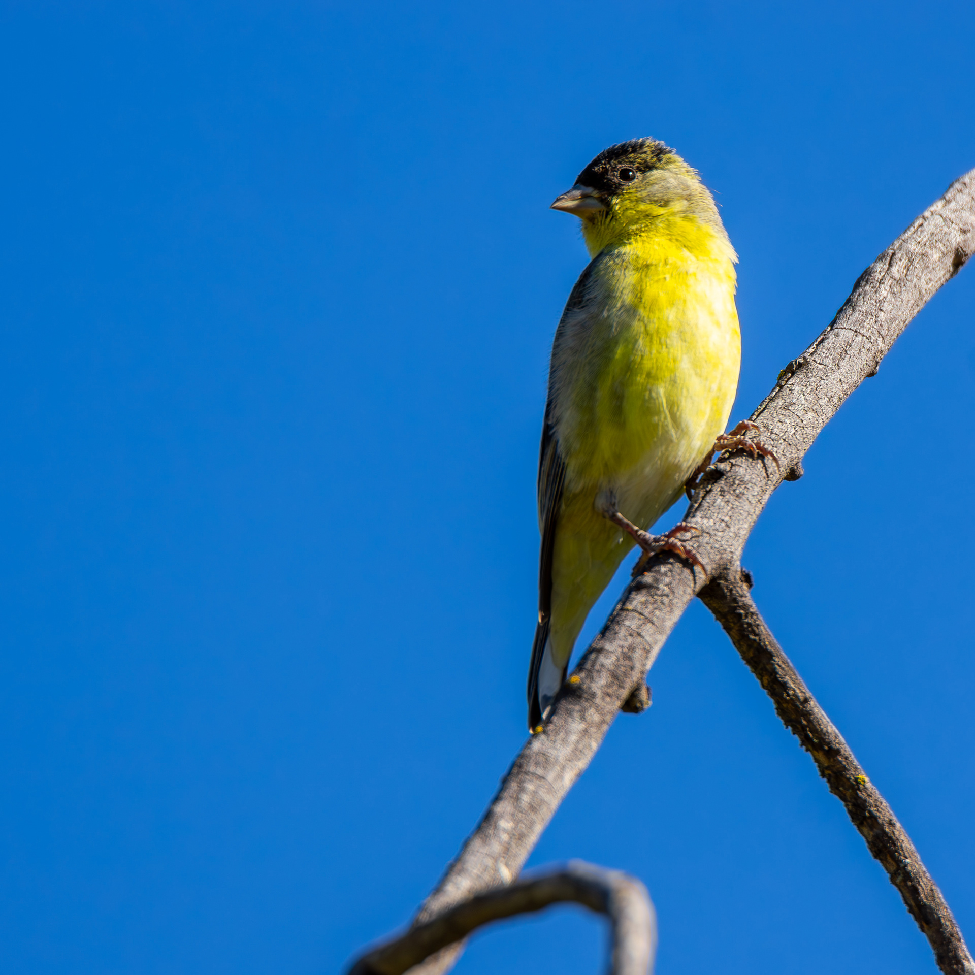 Lesser Goldfinch