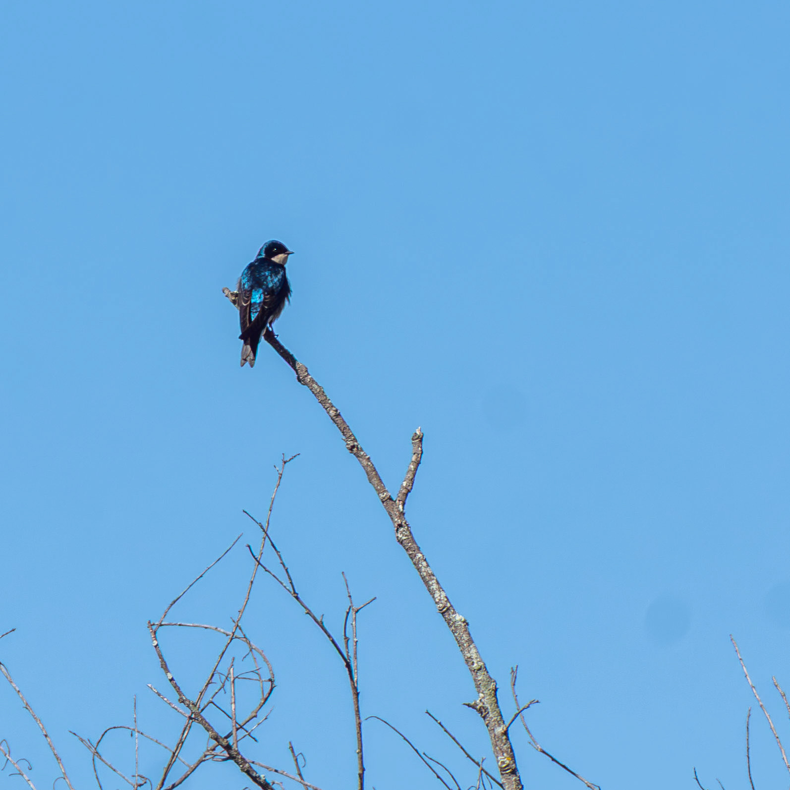 Tree Swallow