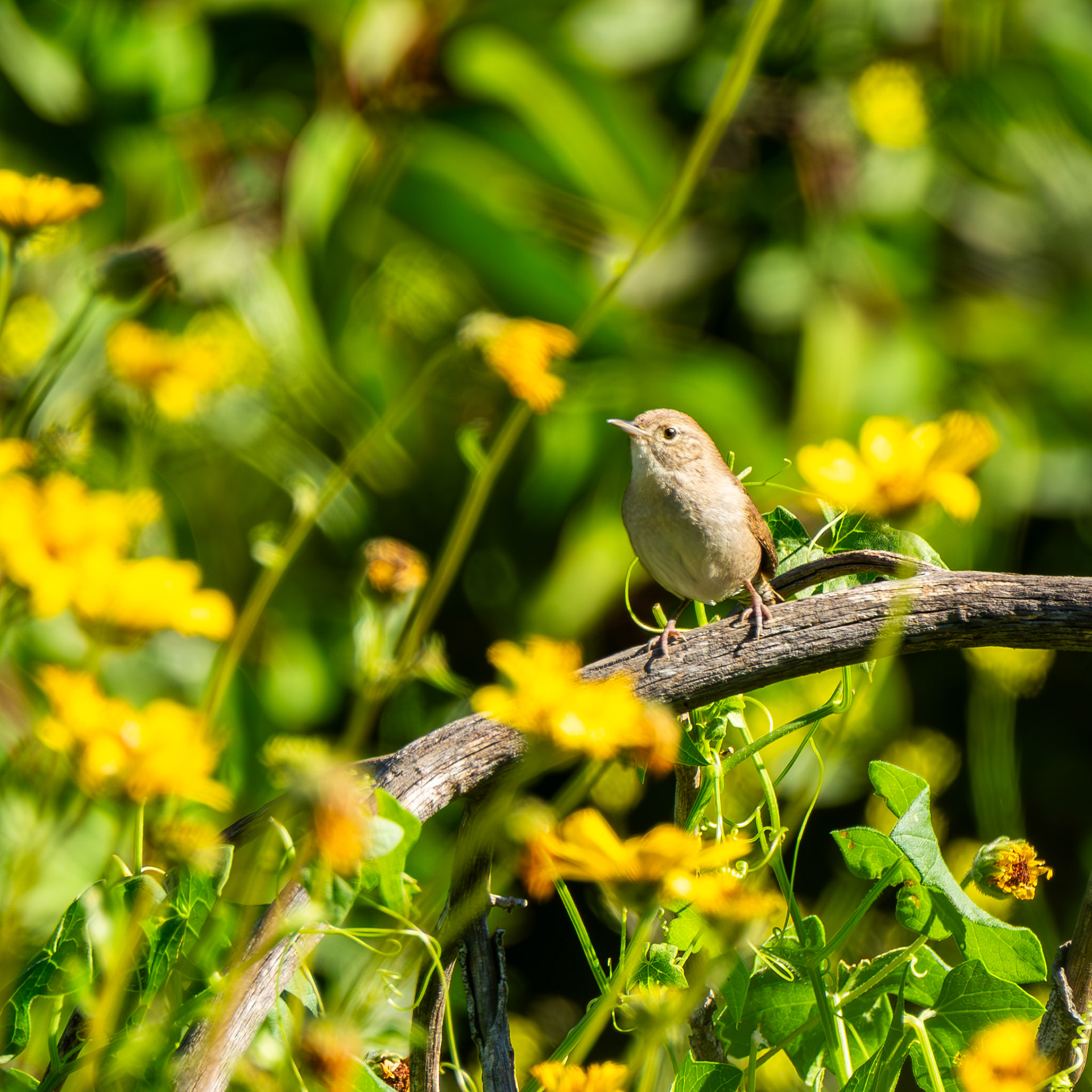 House Wren