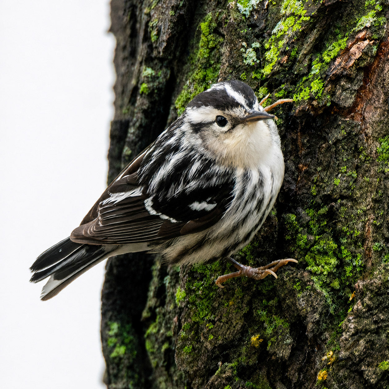 Black and White Warbler