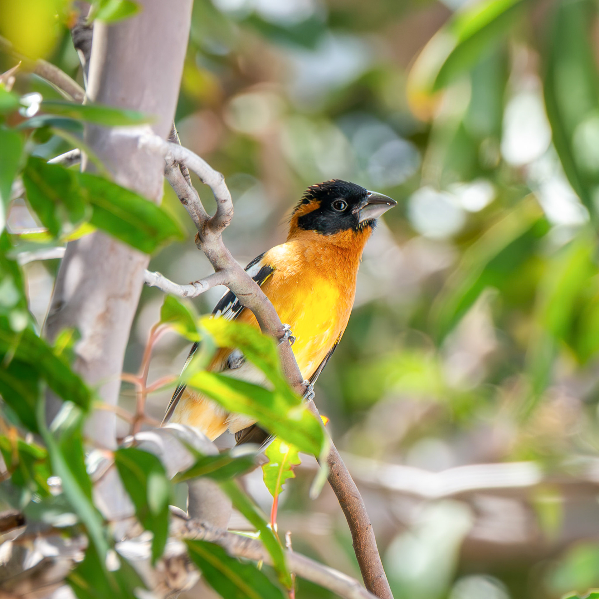 Black-Headed Grosbeak