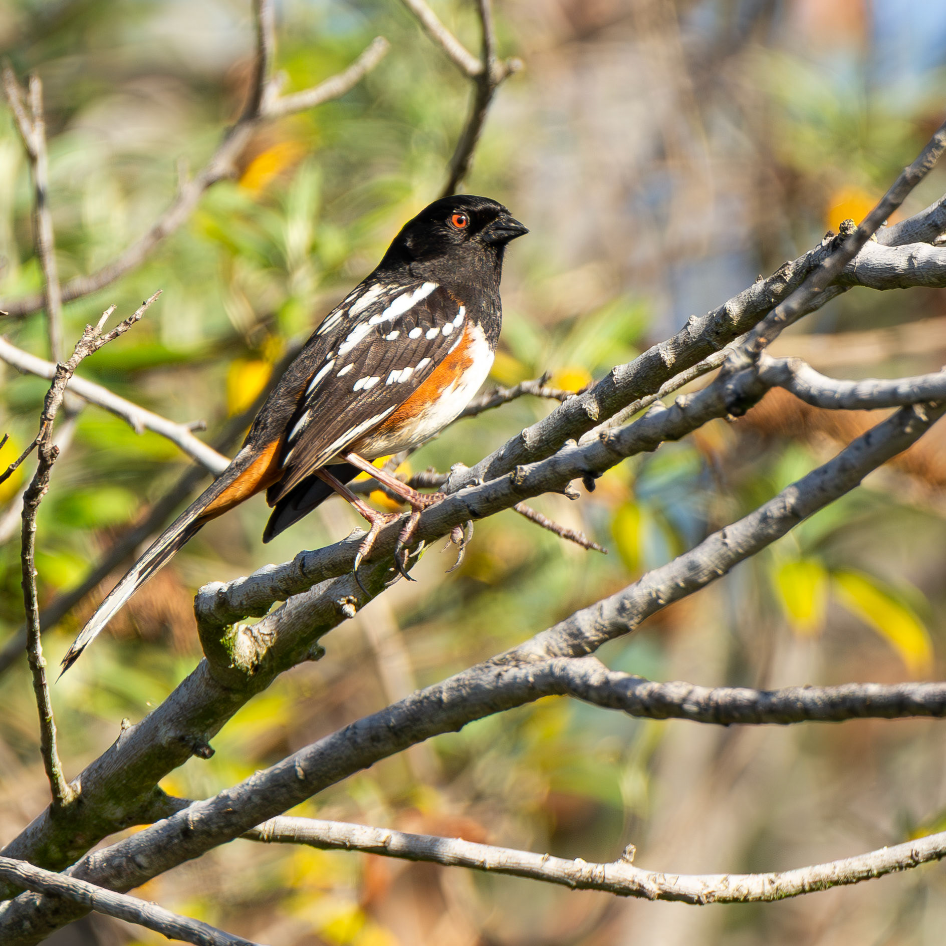 Spotter Towhee