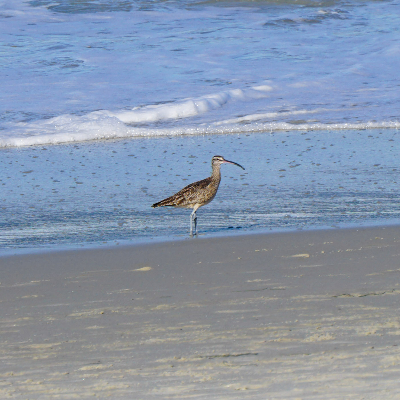 Eurasian Whimbrel