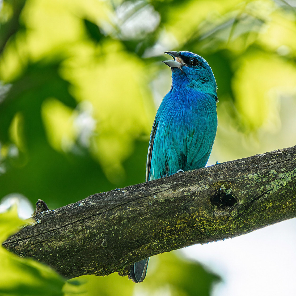Indigo Bunting