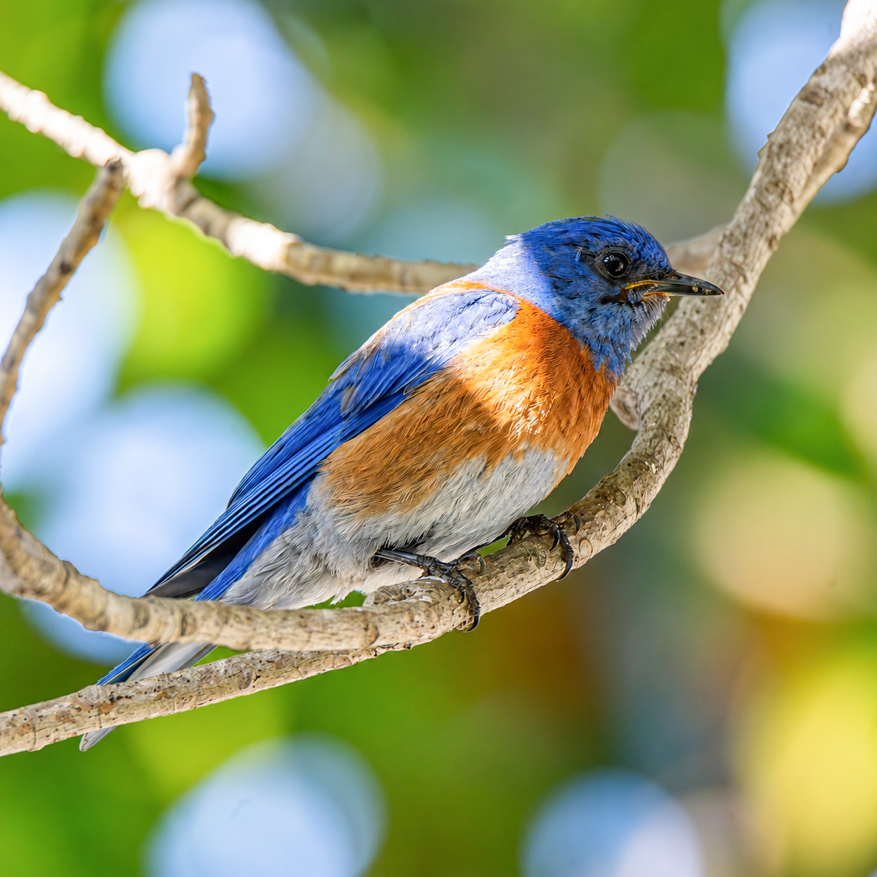 Western Bluebird