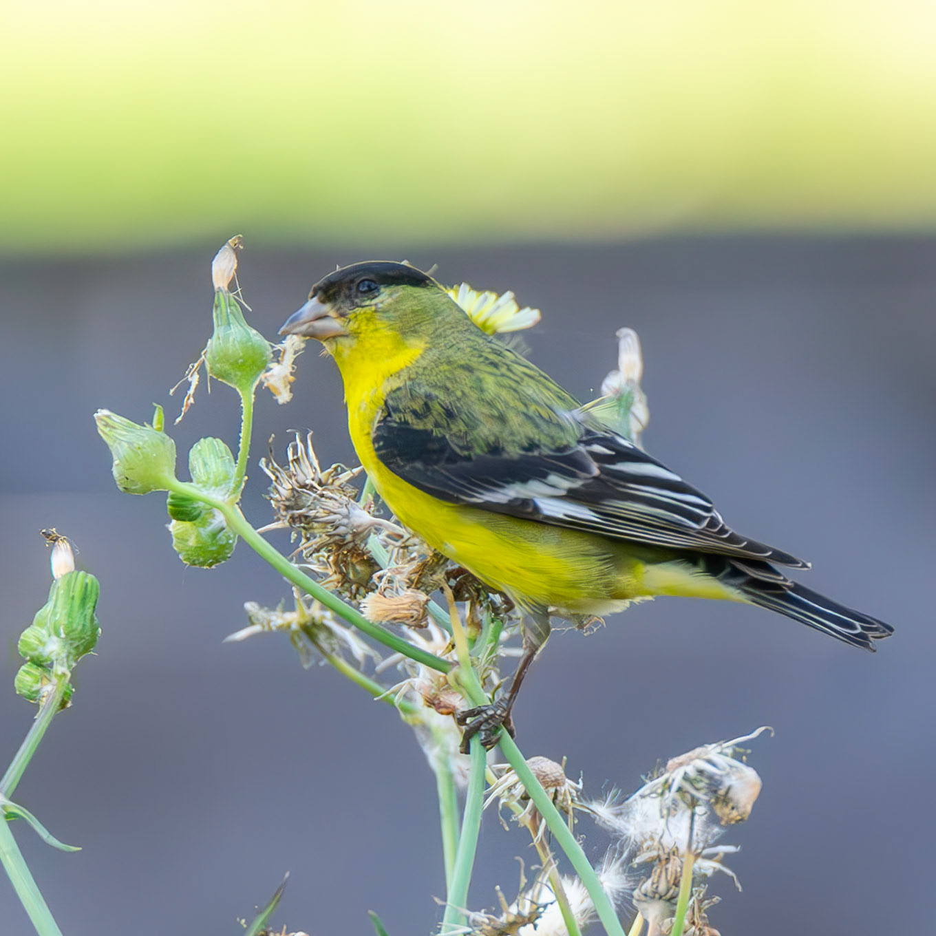 Lesser Goldfinch