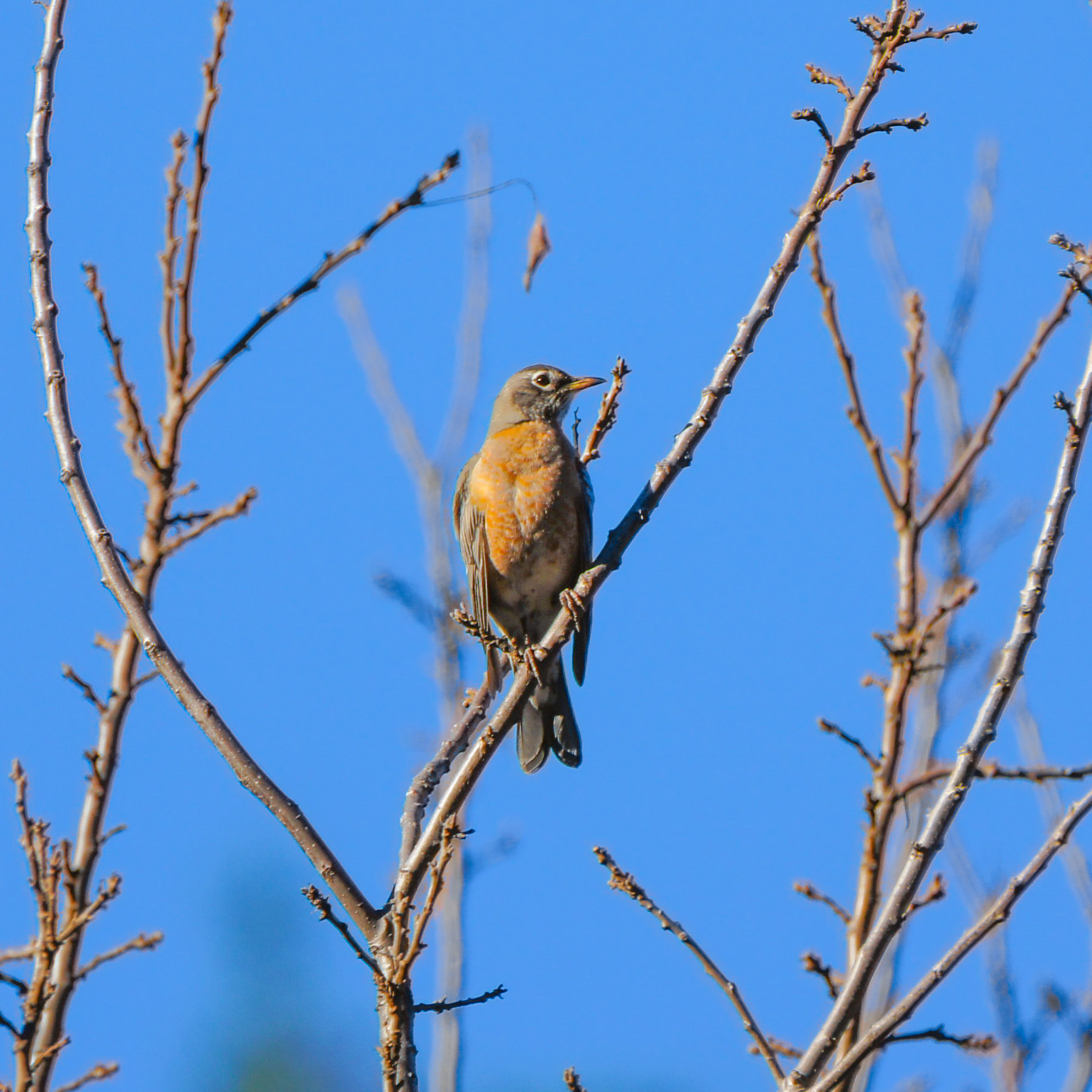 American Robin